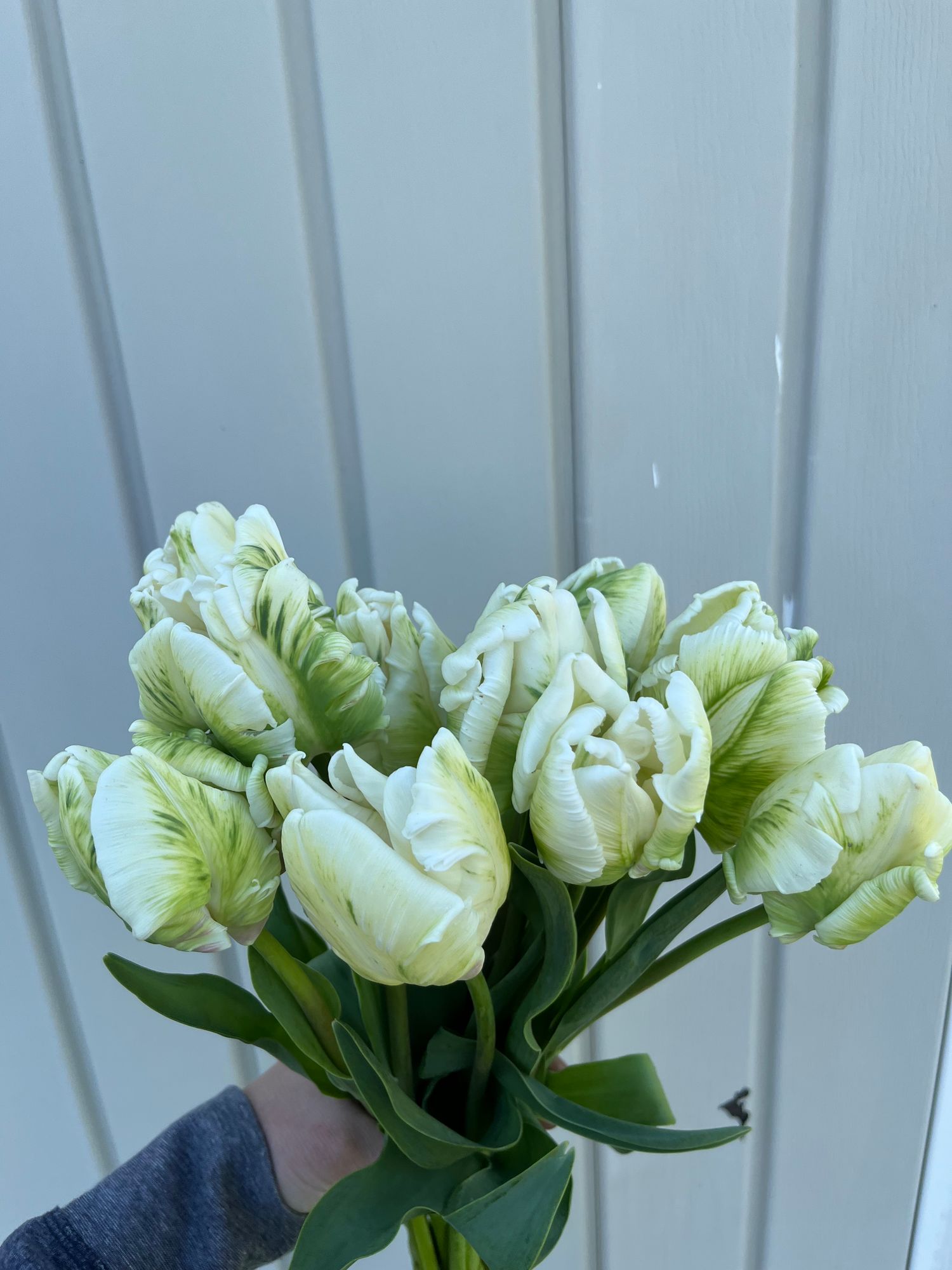TULIPA Super Parrot