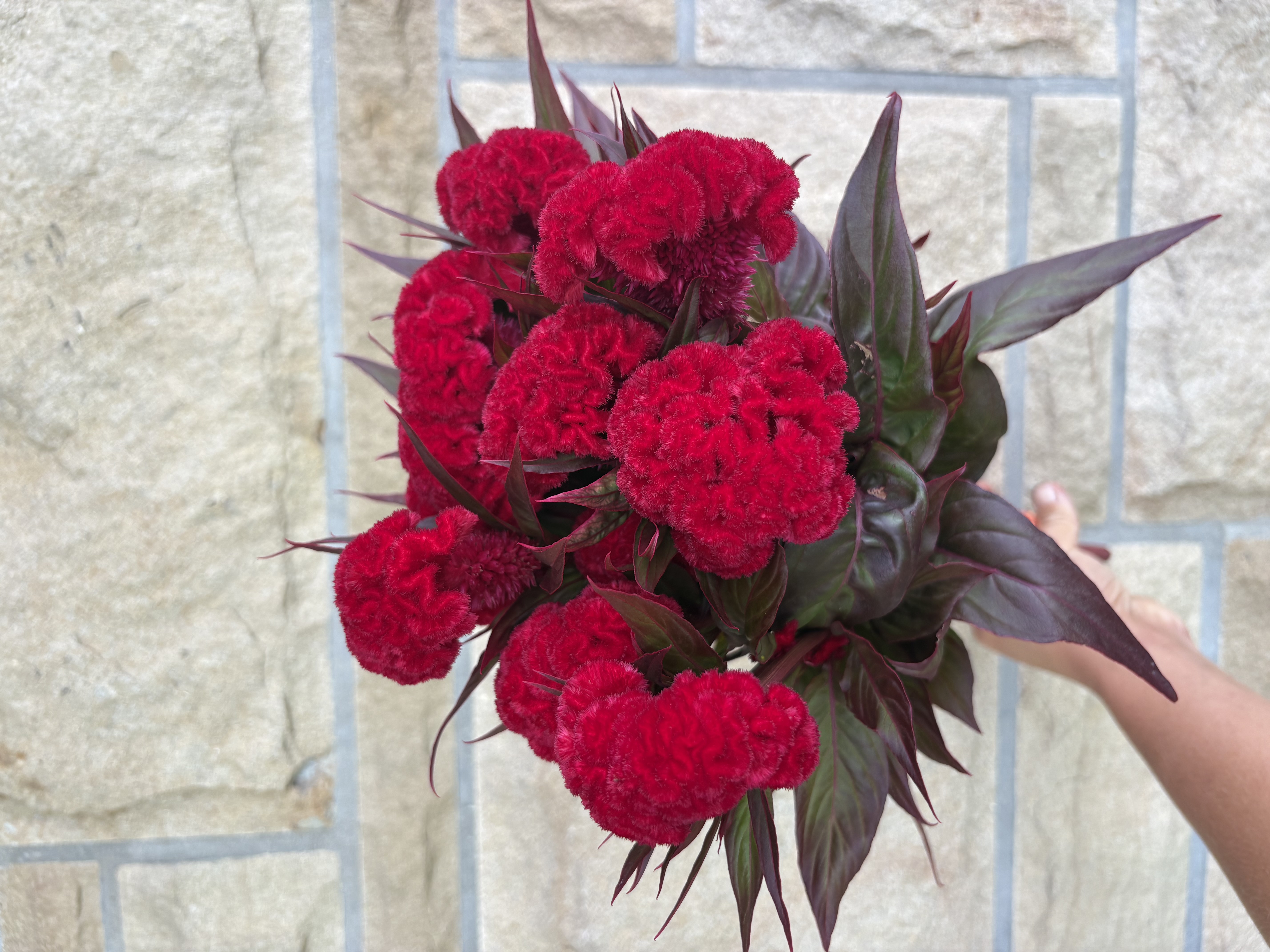 CELOSIA argentea var. cristata Kurume