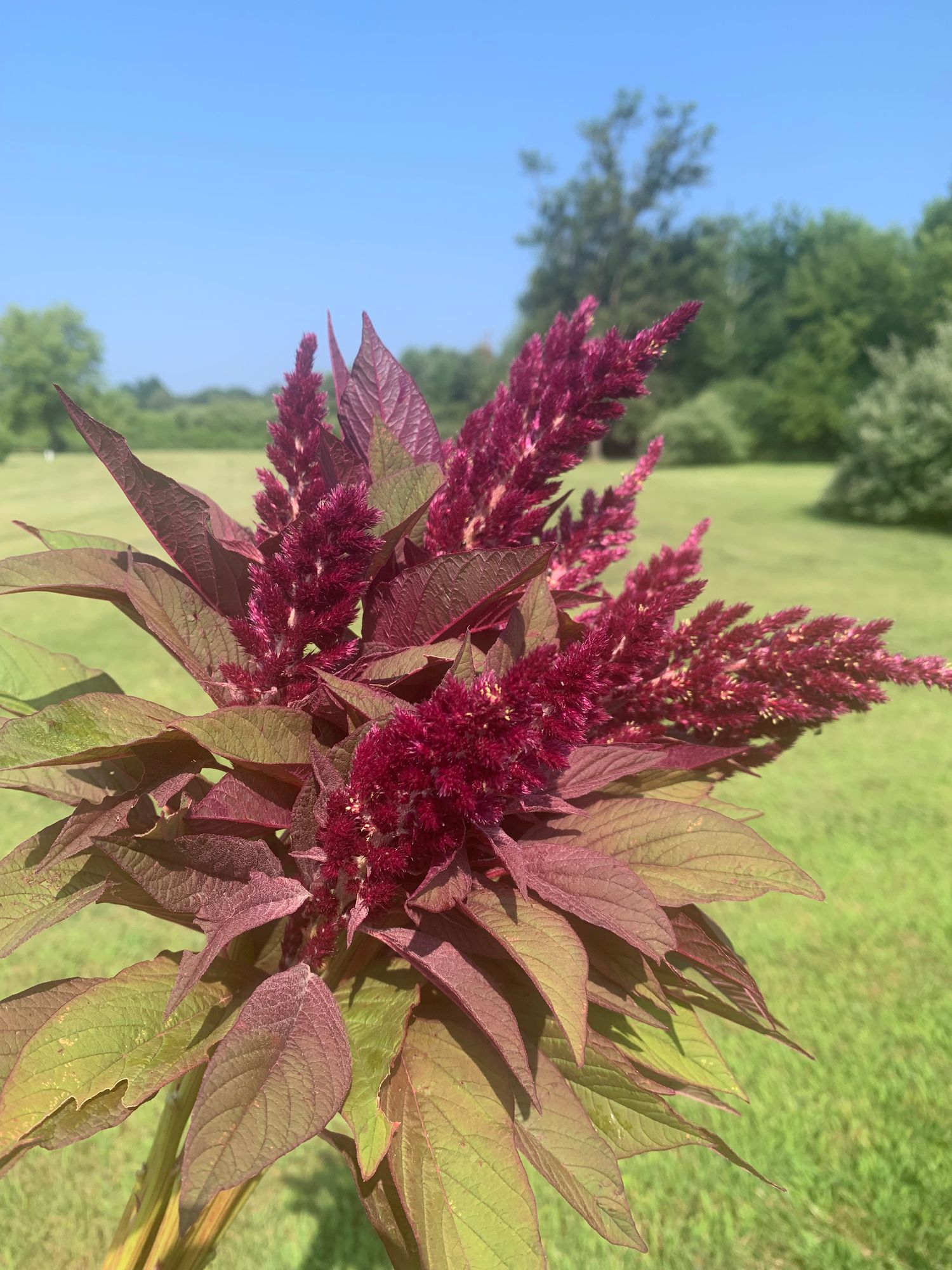 AMARANTHUS