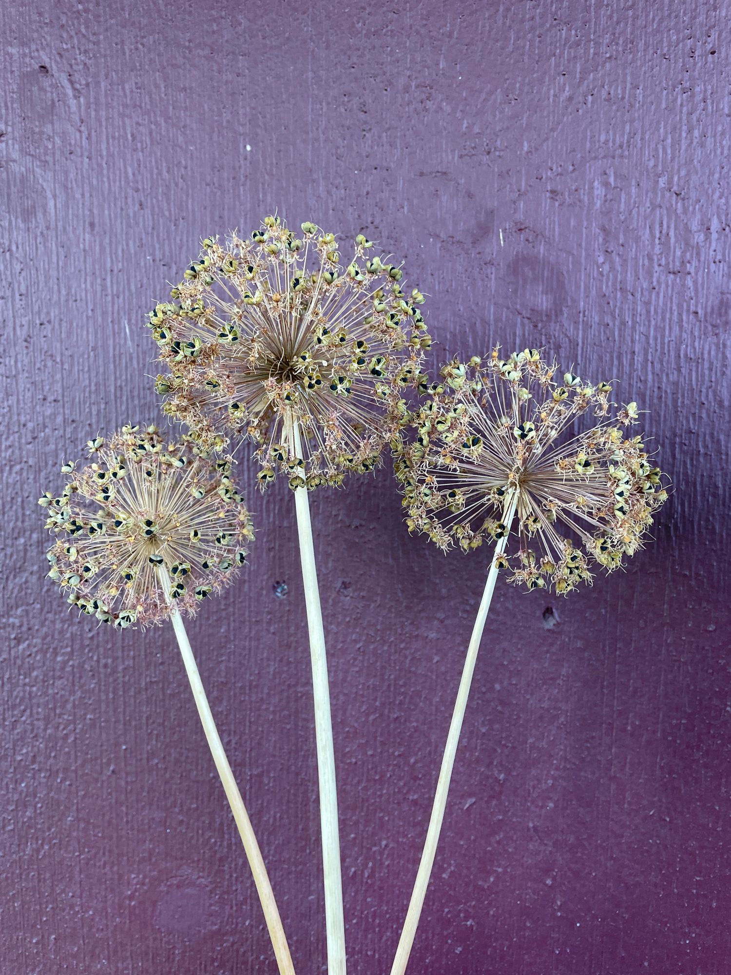 ALLIUM aflatunense