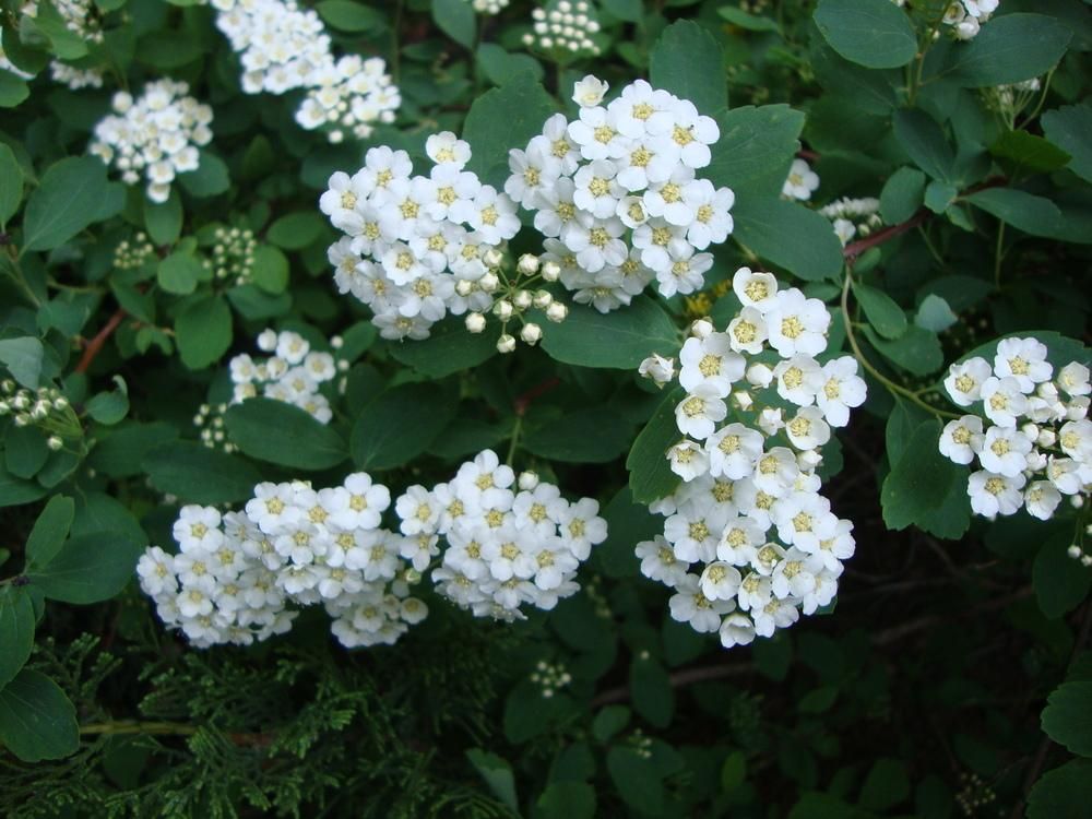 SPIRAEA prunifolia