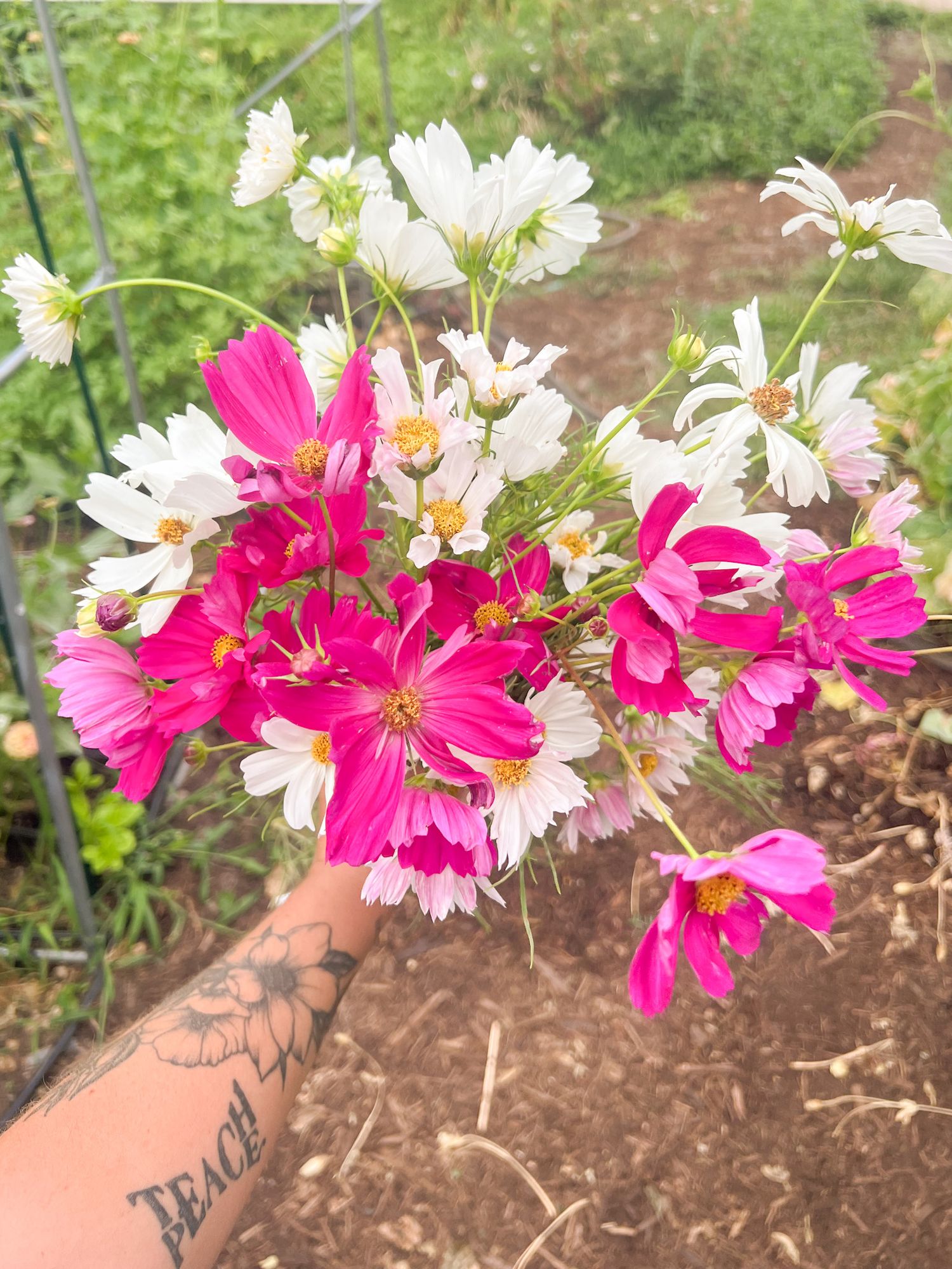 COSMOS