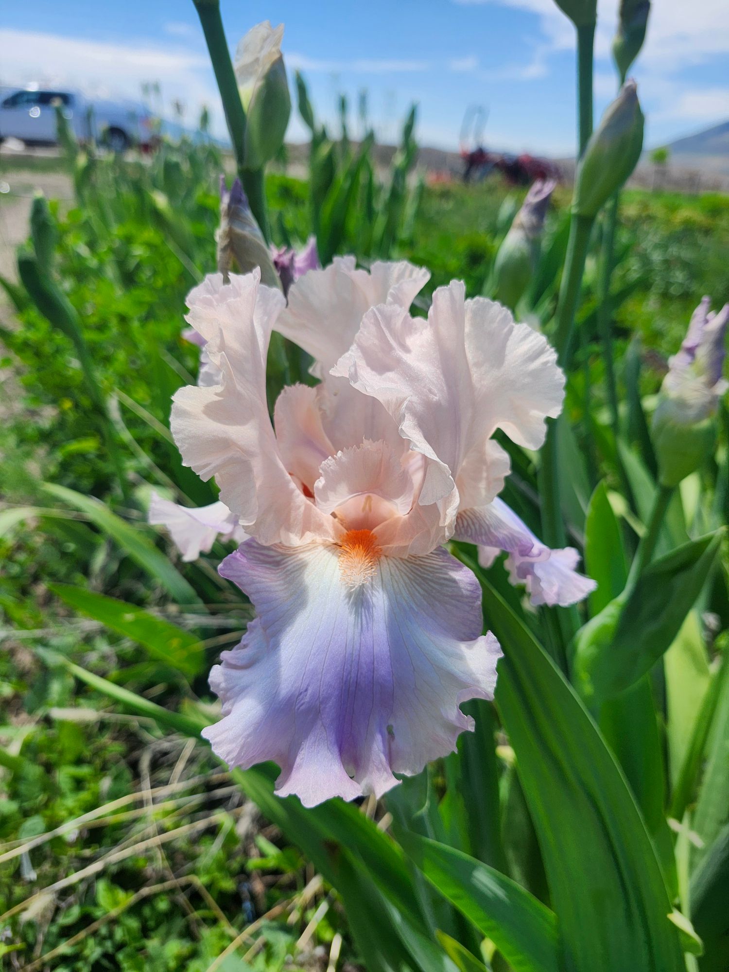 IRIS germanica Polite Applause