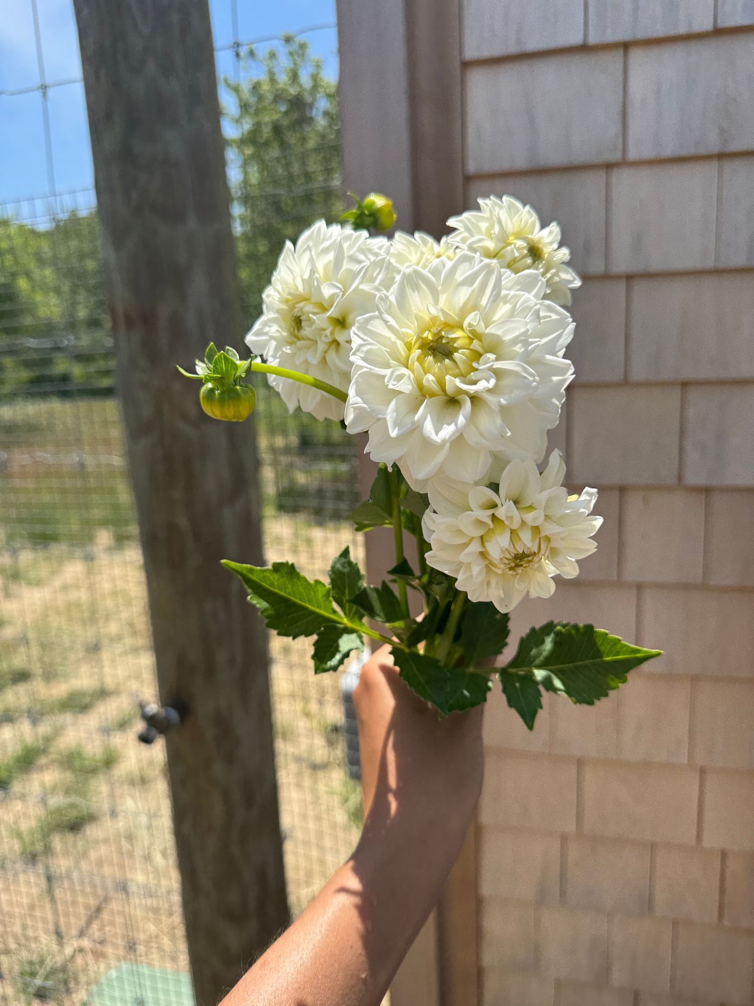 DAHLIA White Fawn
