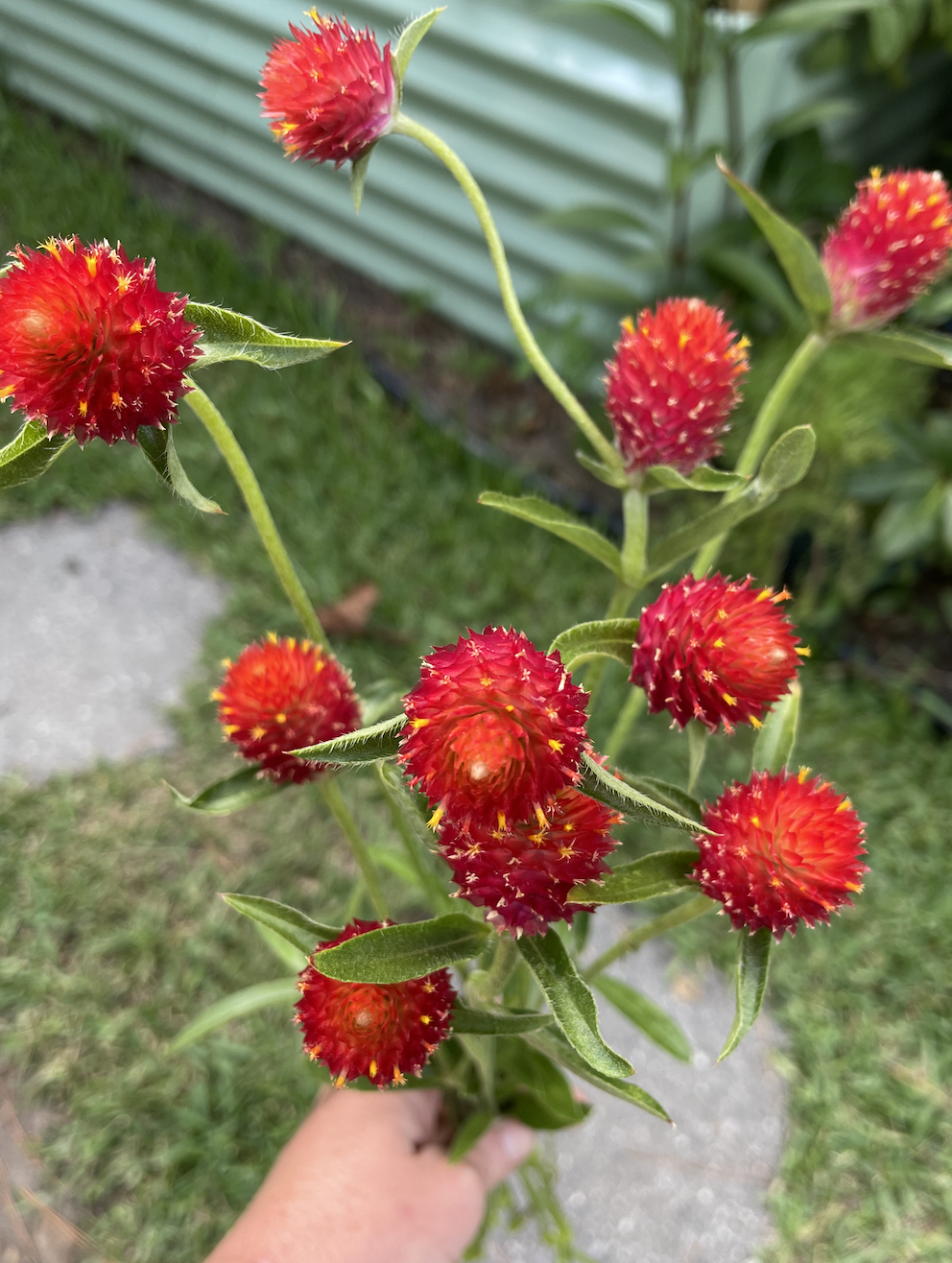 GOMPHRENA haageana