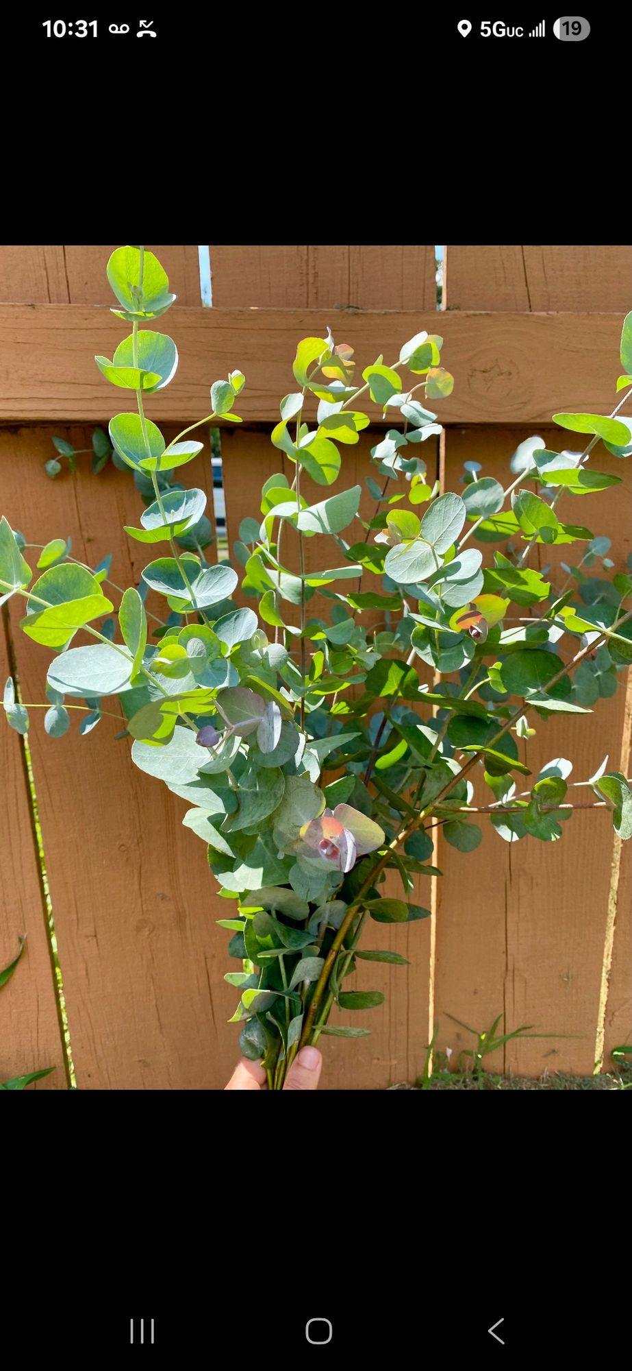 EUCALYPTUS gunnii