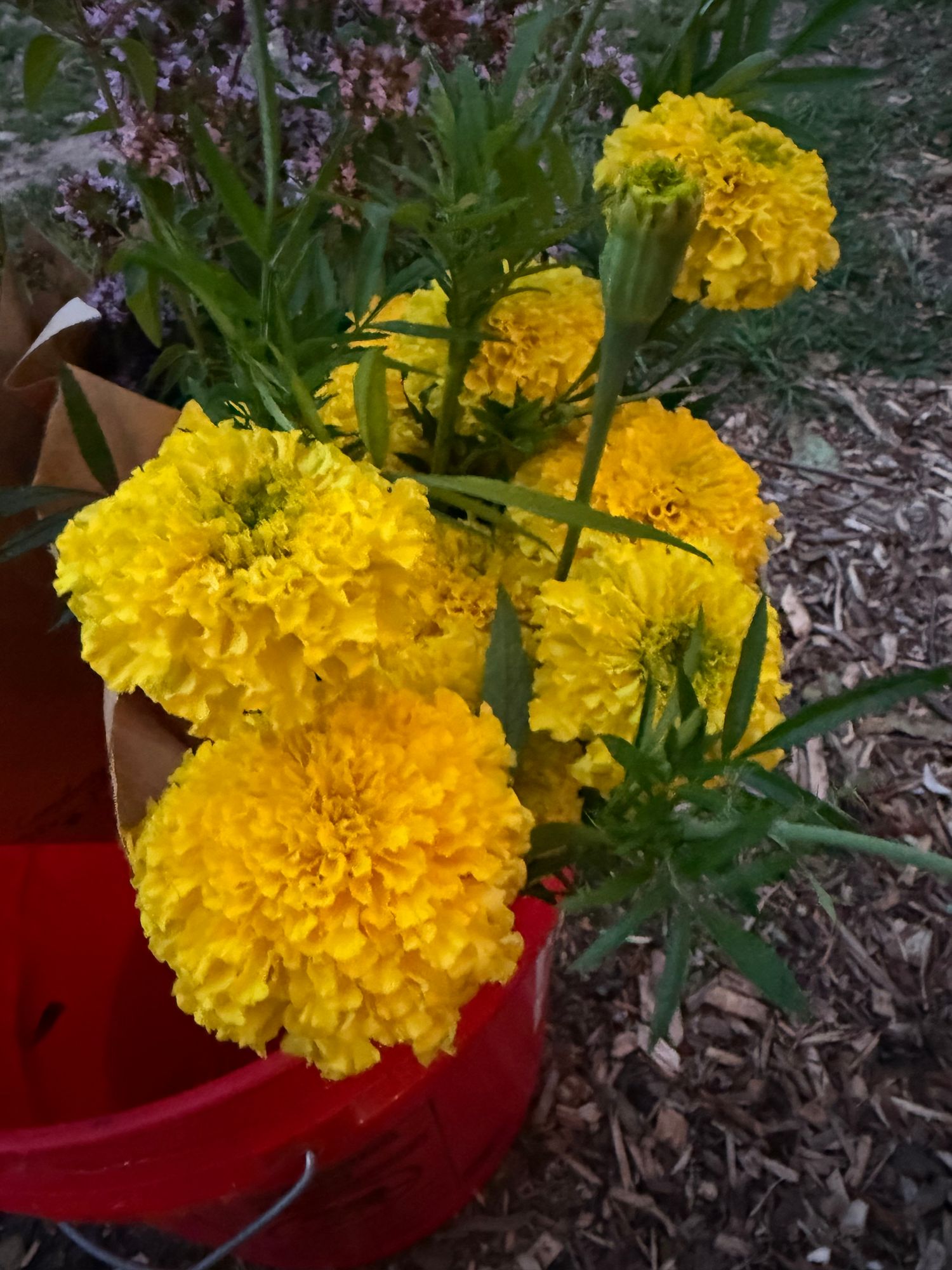 TAGETES erecta