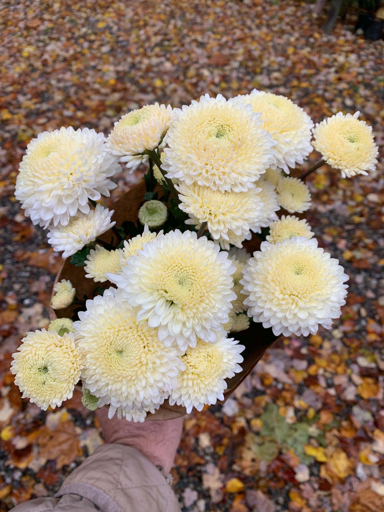 CHRYSANTHEMUM x morifolium Moonbeam