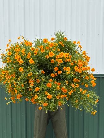 TAGETES tenuifolia Tangerine Gem