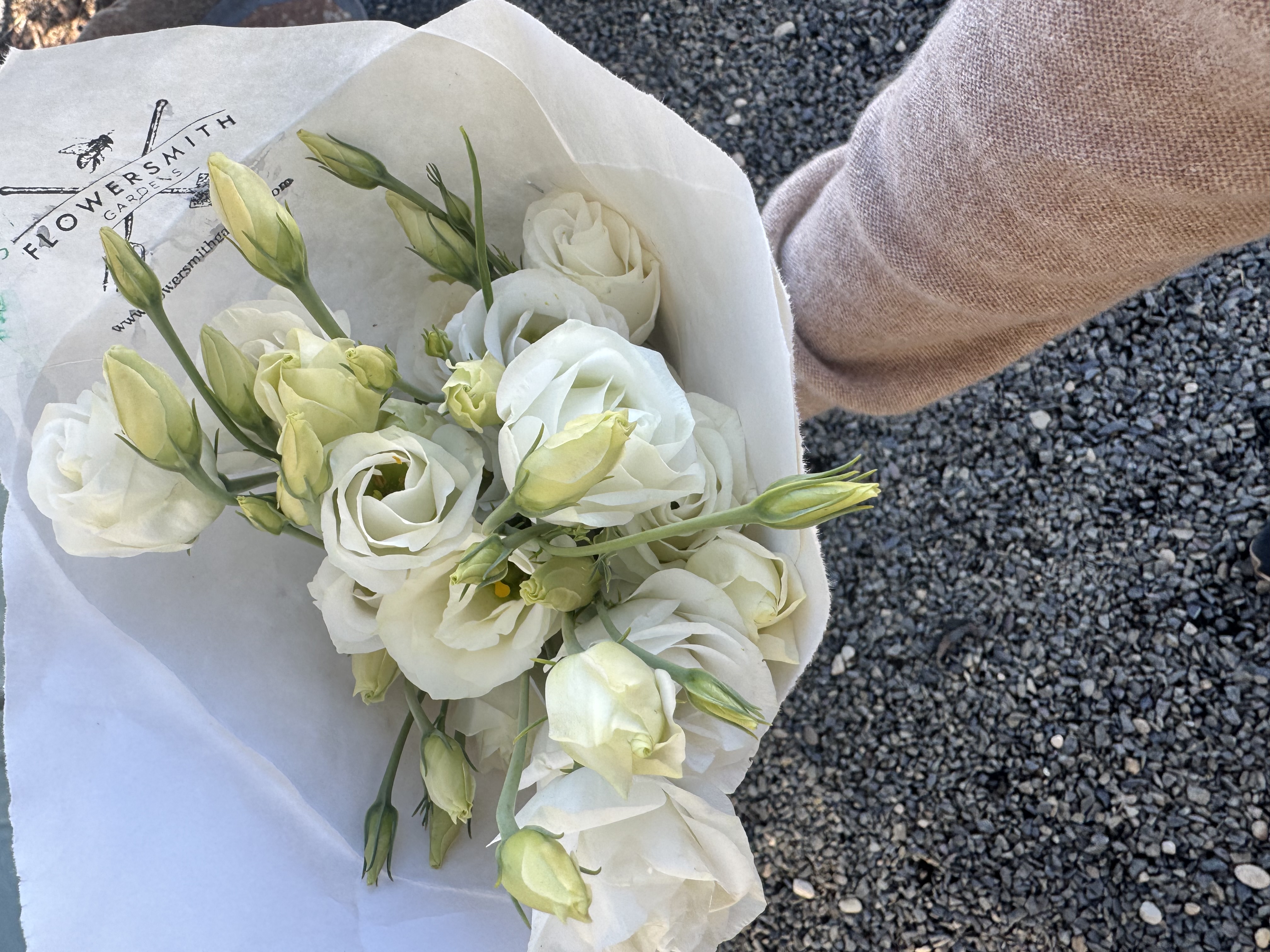 EUSTOMA grandiflorum Rosita