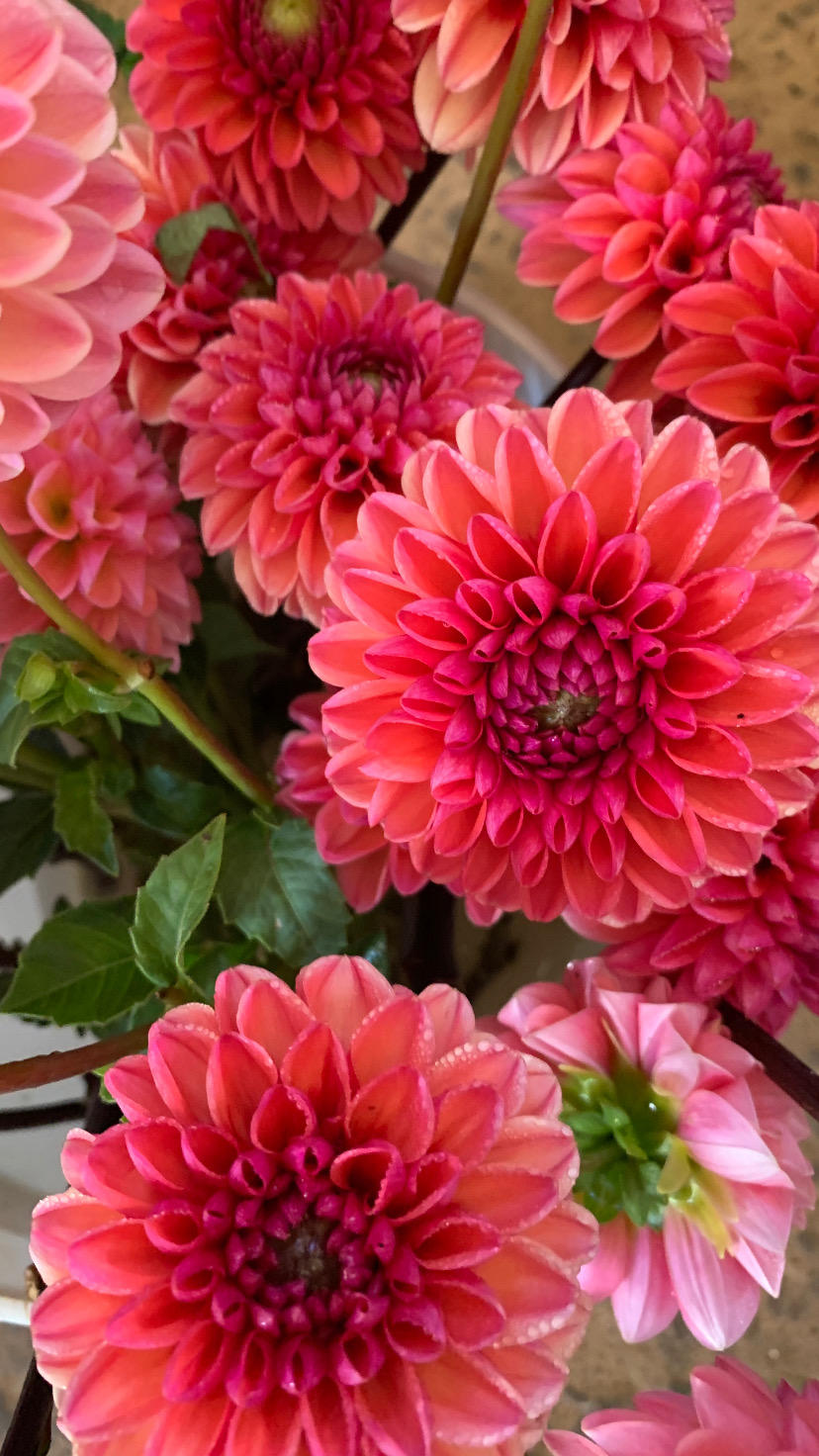DAHLIA Doris Duke