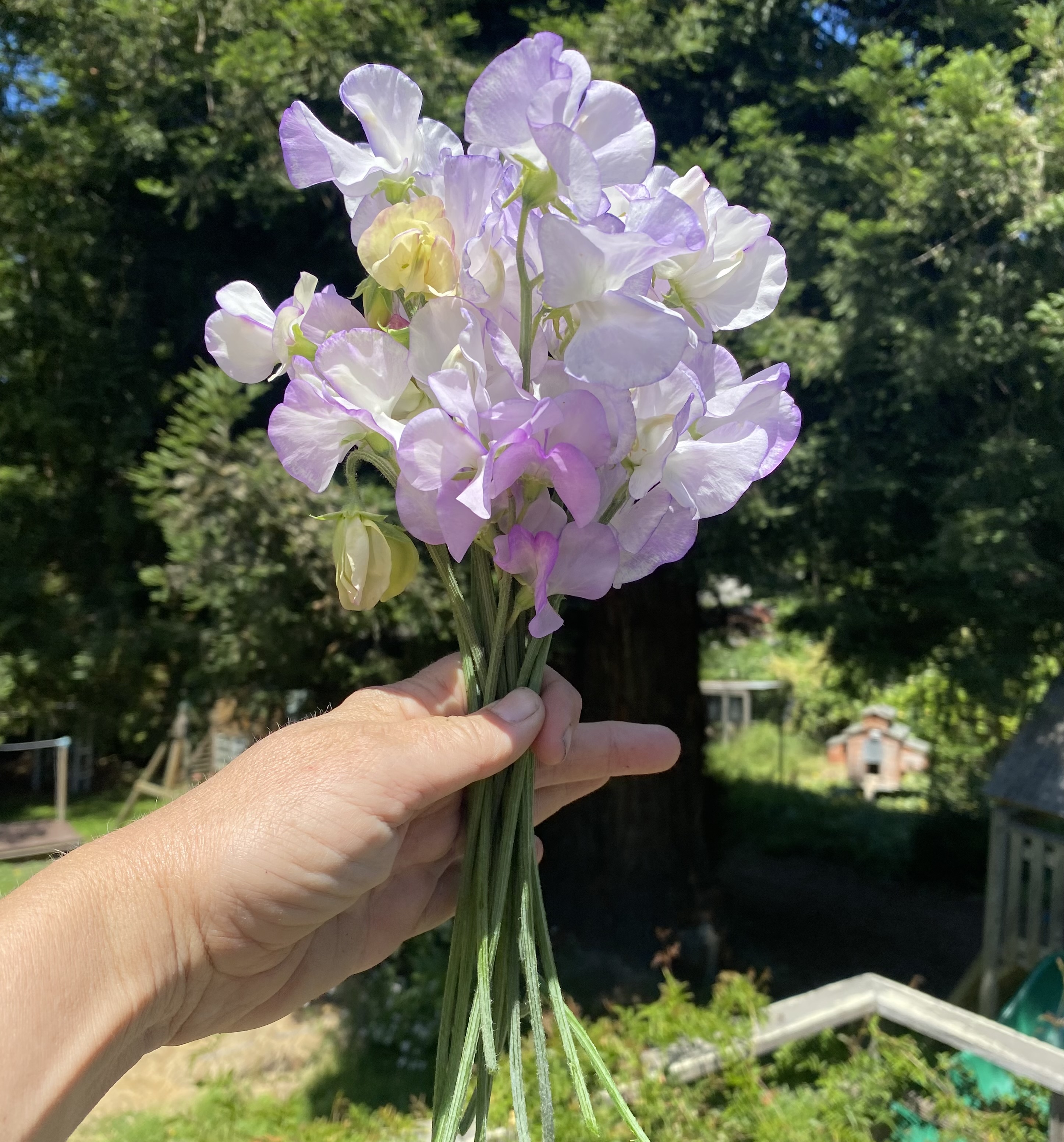 LATHYRUS odoratus Old Times