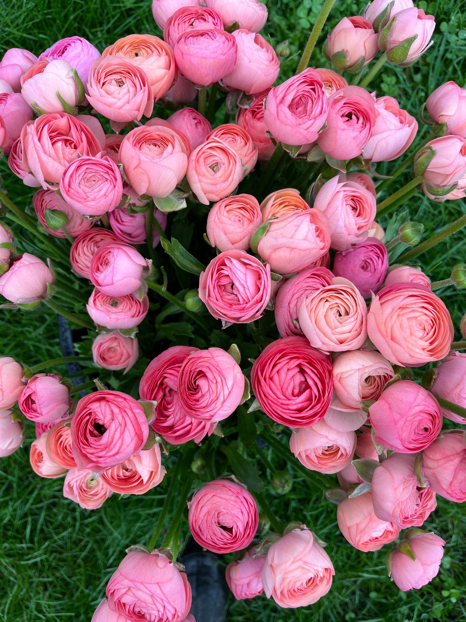 RANUNCULUS Elegance Salmon
