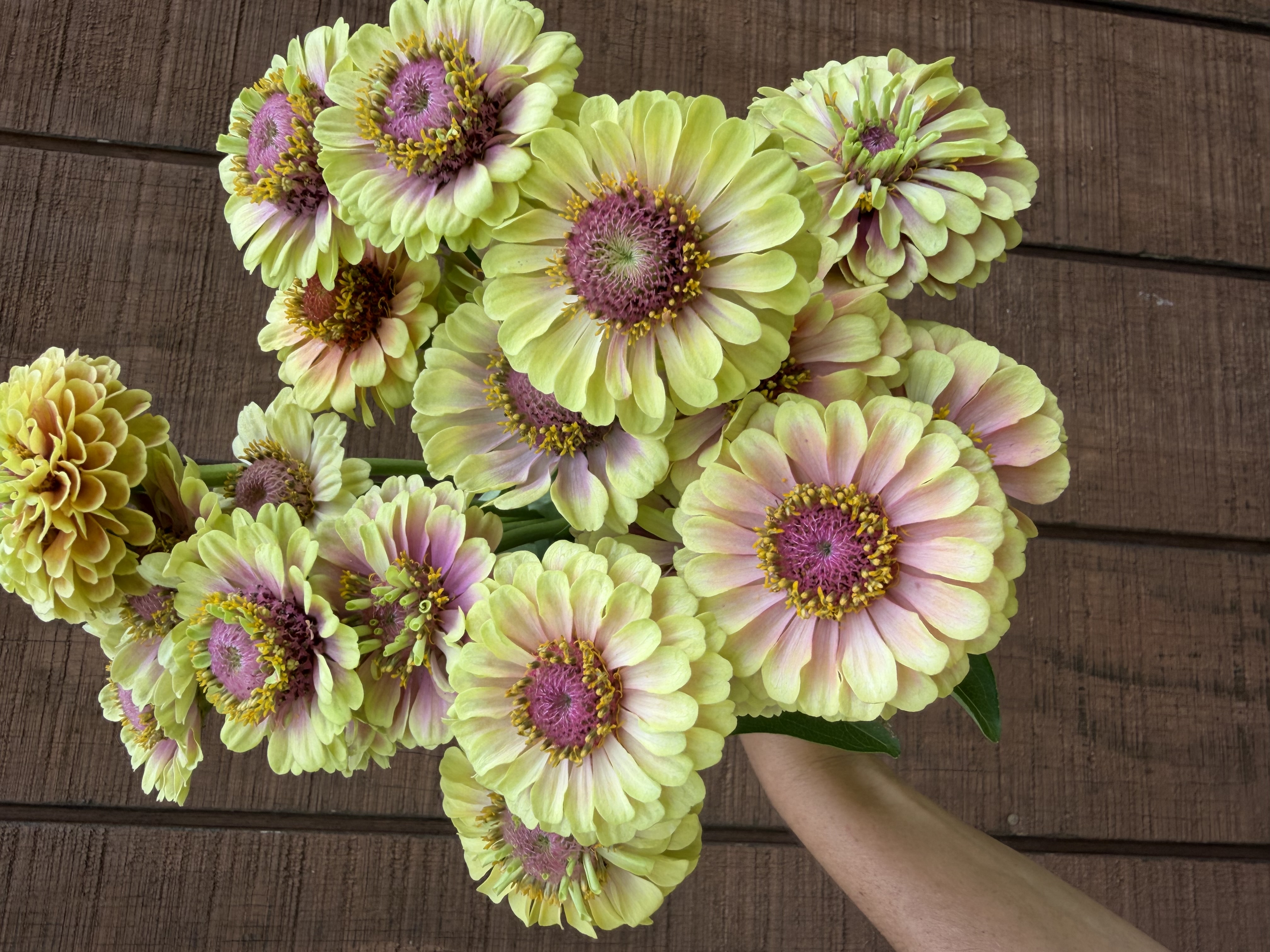 ZINNIA elegans Queeny Lime Blush