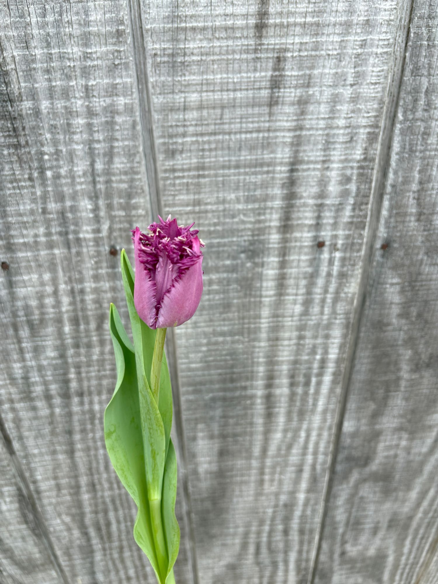 TULIPA