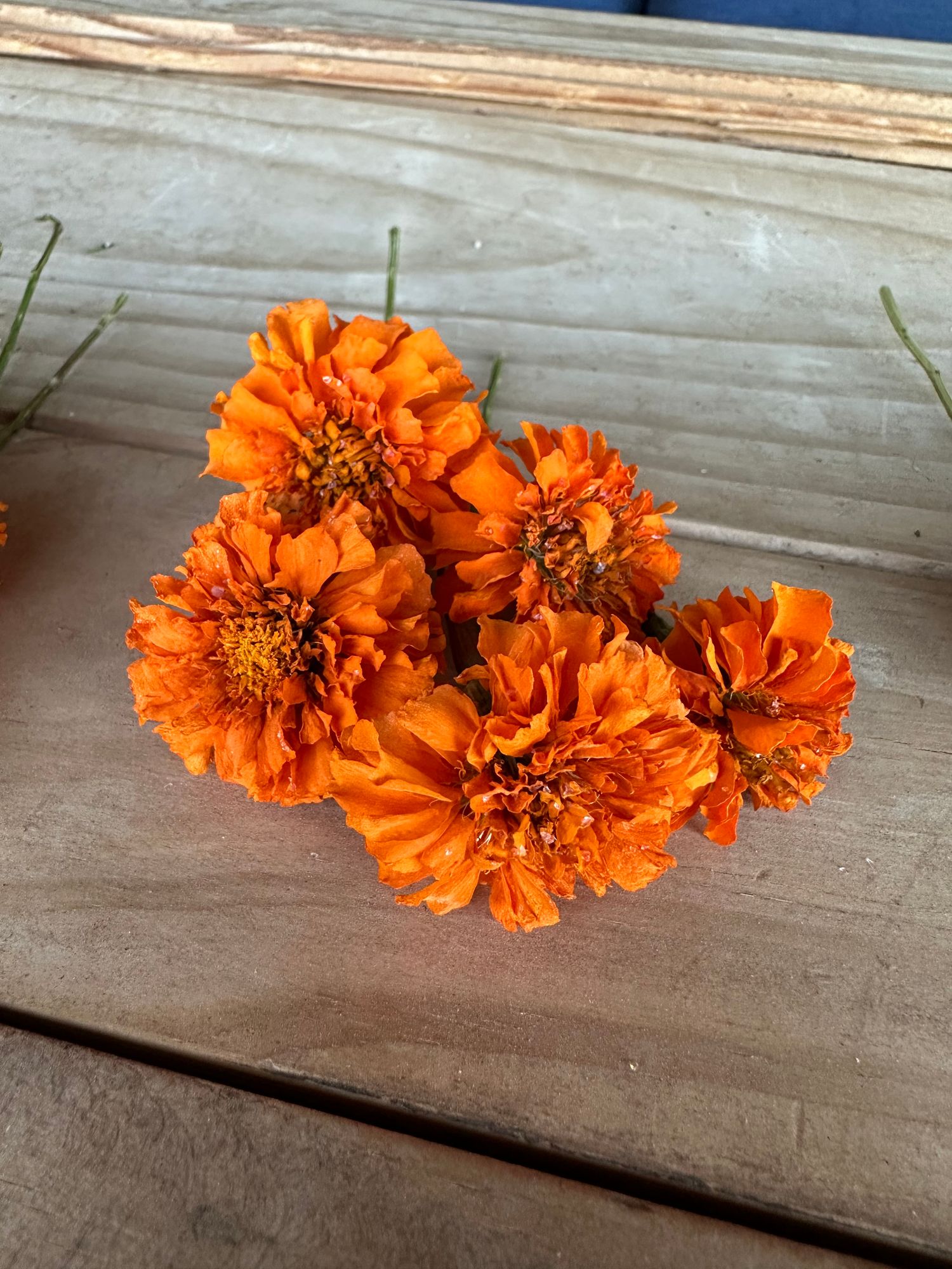 TAGETES erecta