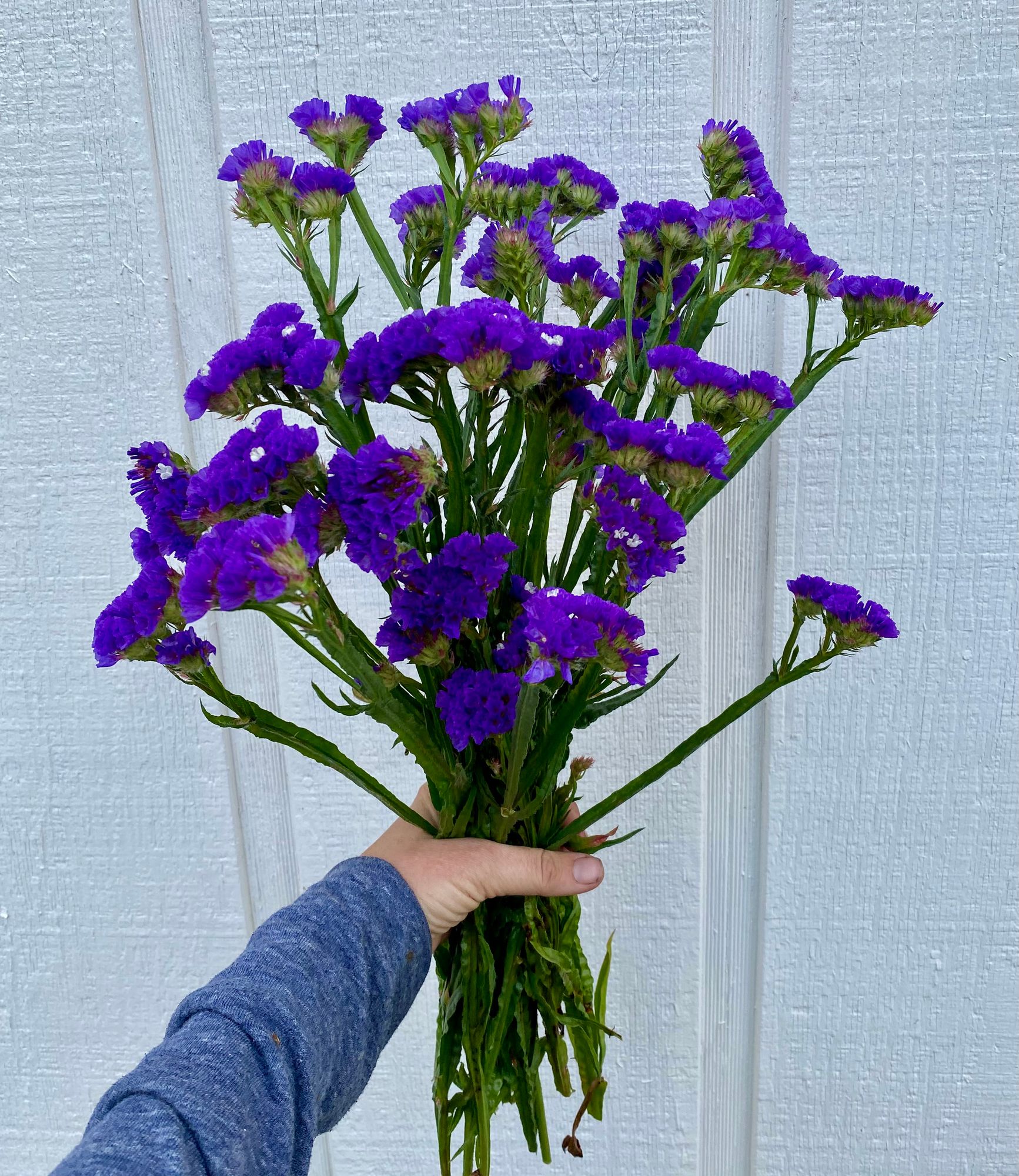 LIMONIUM gmelinii
