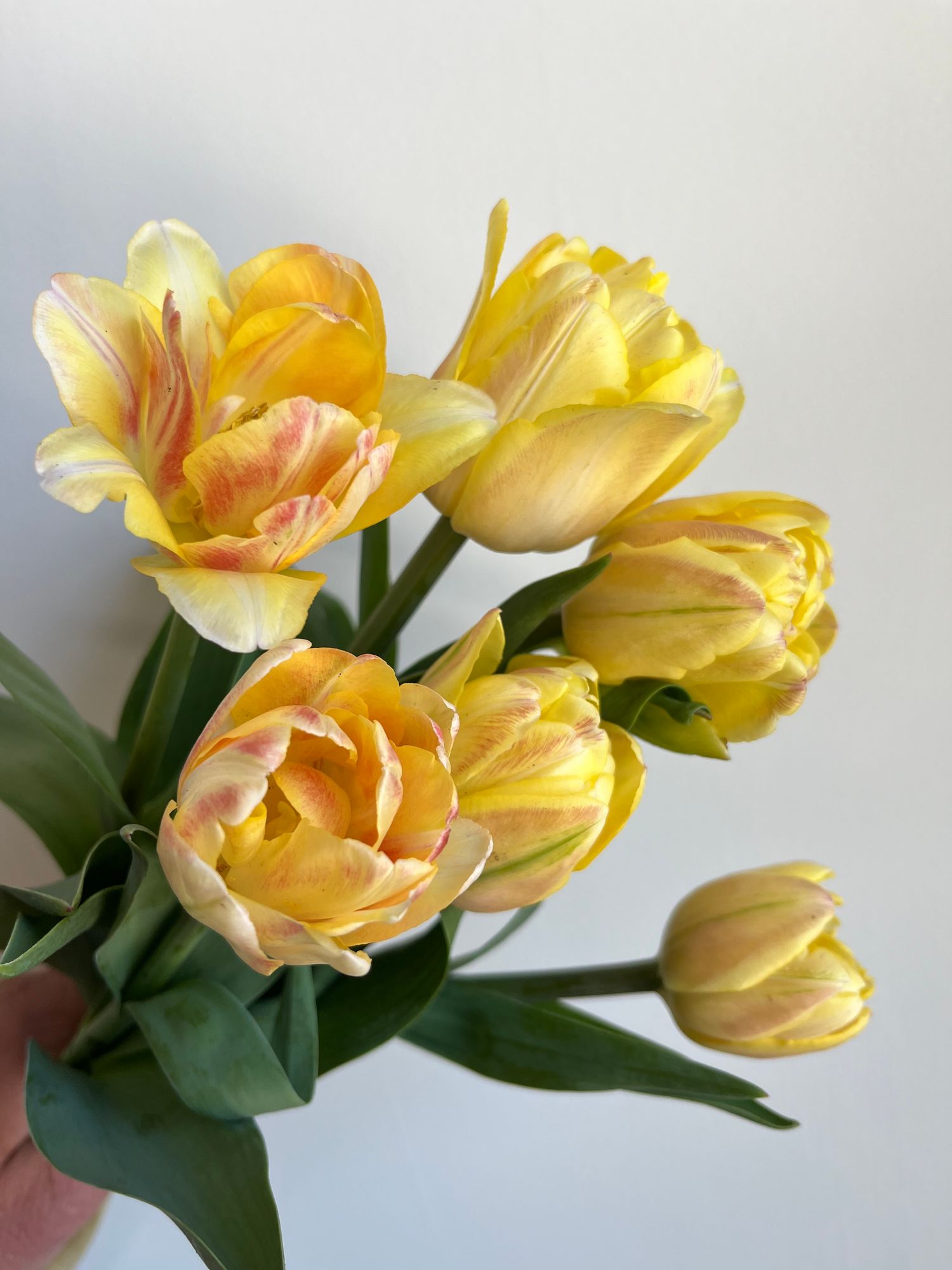 TULIPA Foxy Foxtrot
