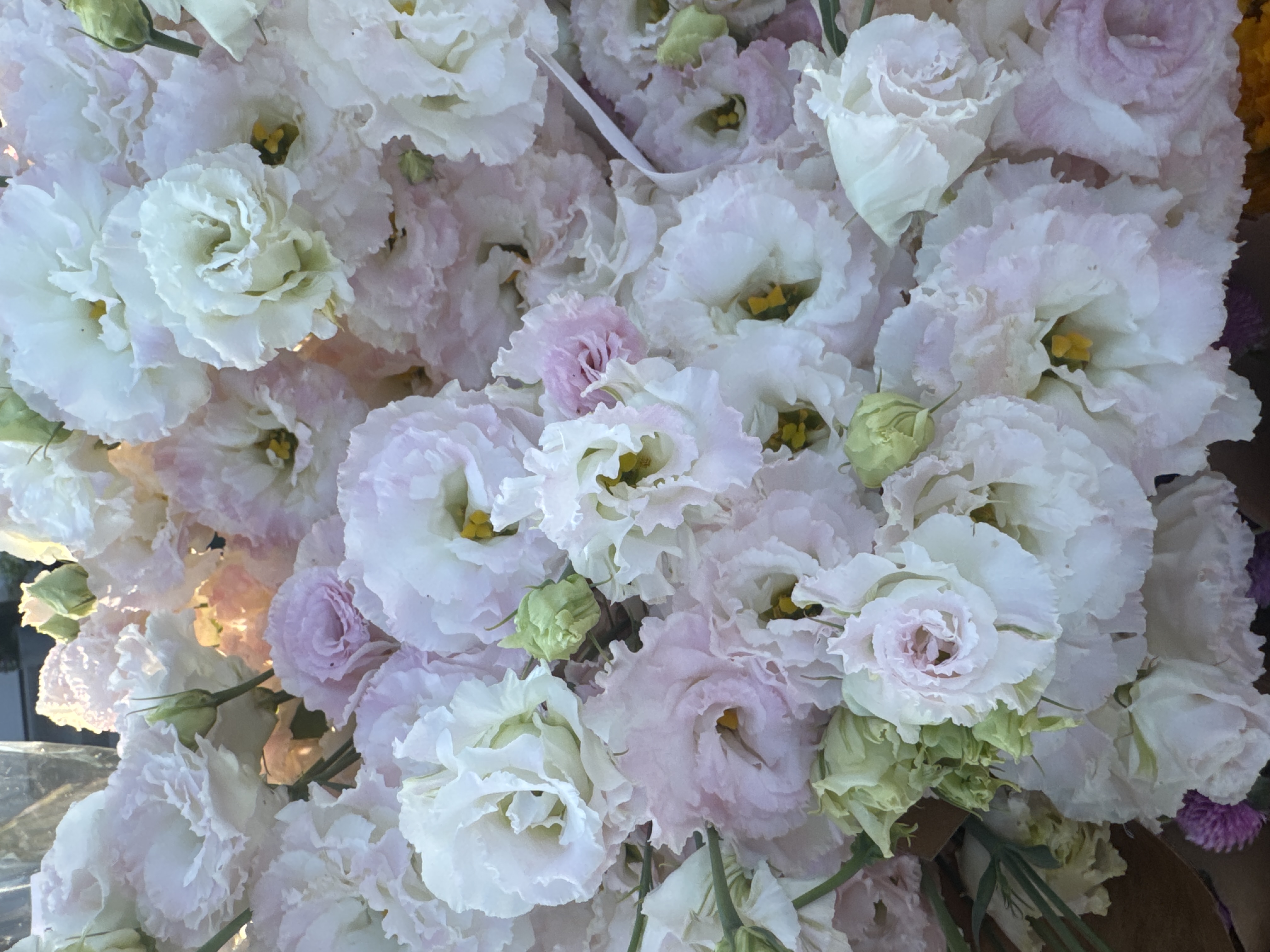 EUSTOMA grandiflorum Voyage First Love
