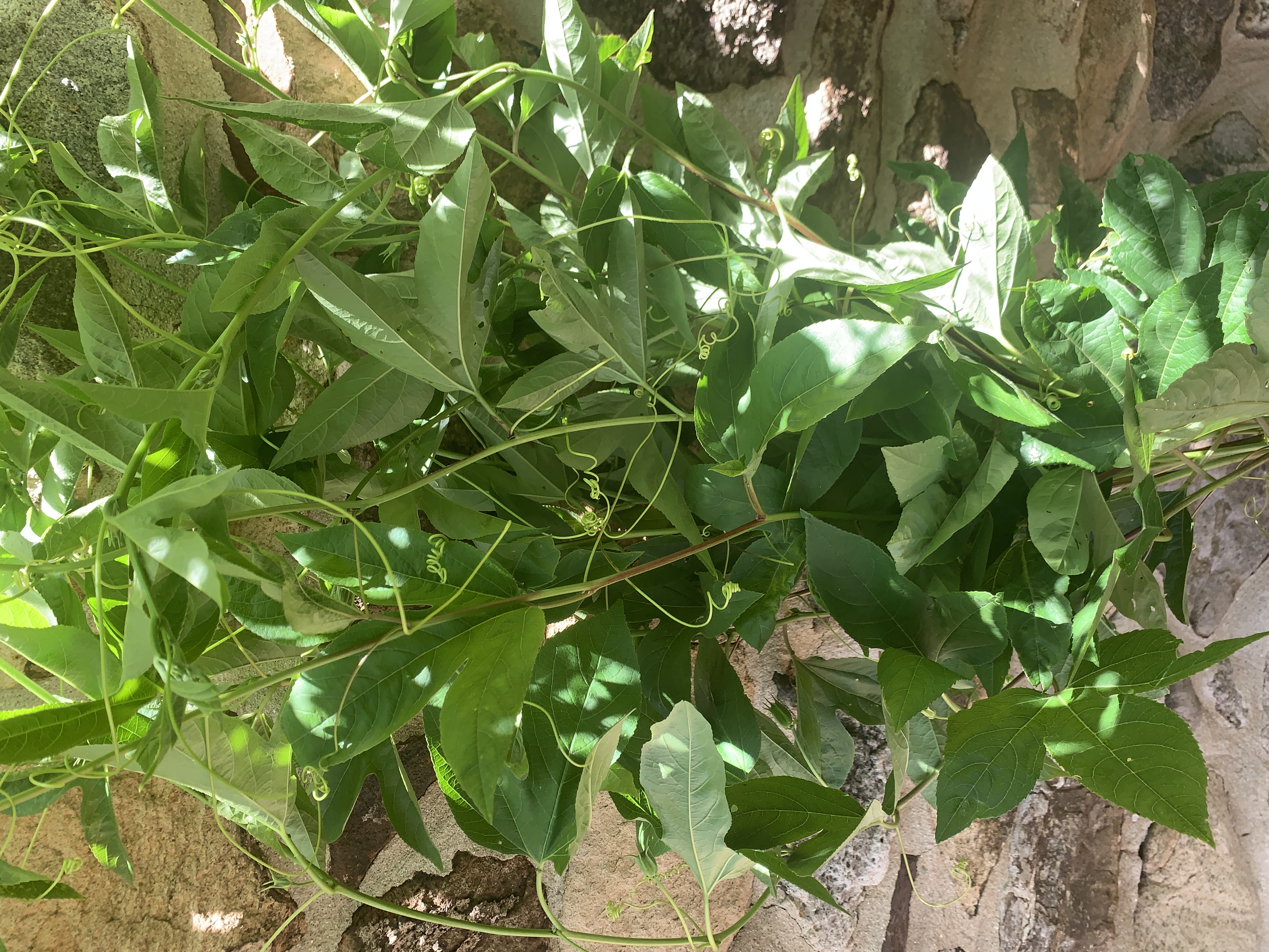 PASSIFLORA incarnata