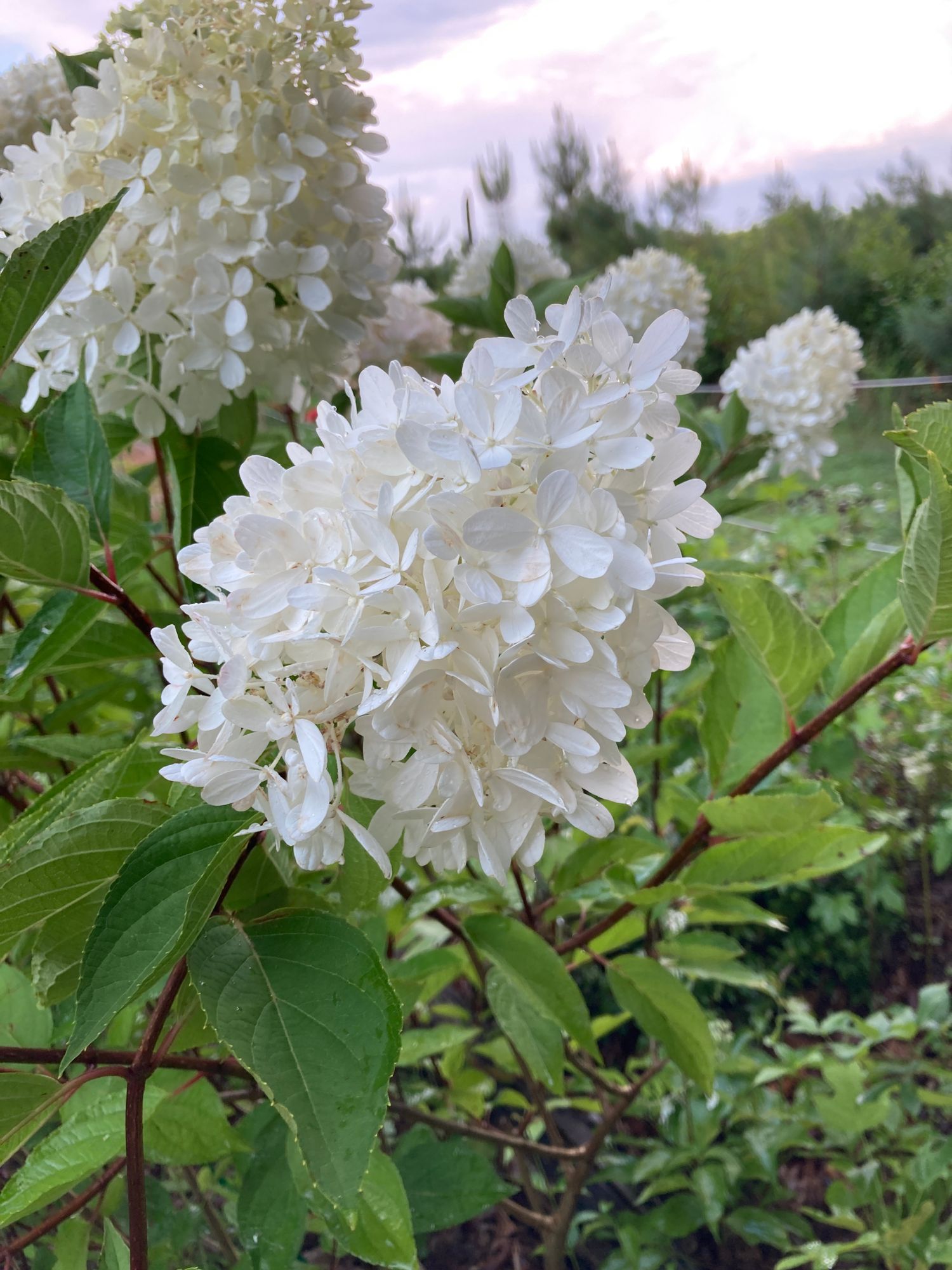 HYDRANGEA paniculata Limelight