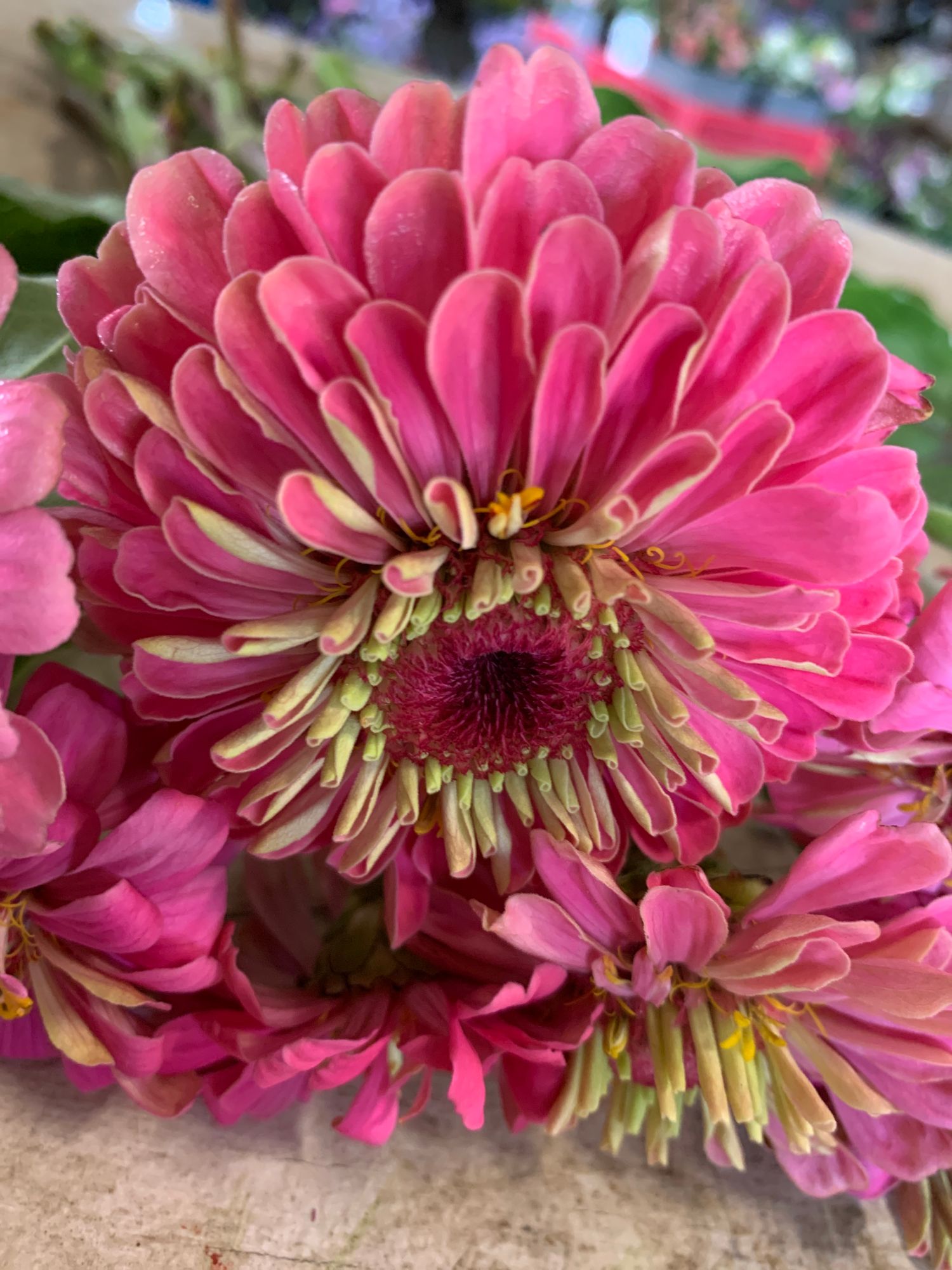 ZINNIA elegans Benarys Giant