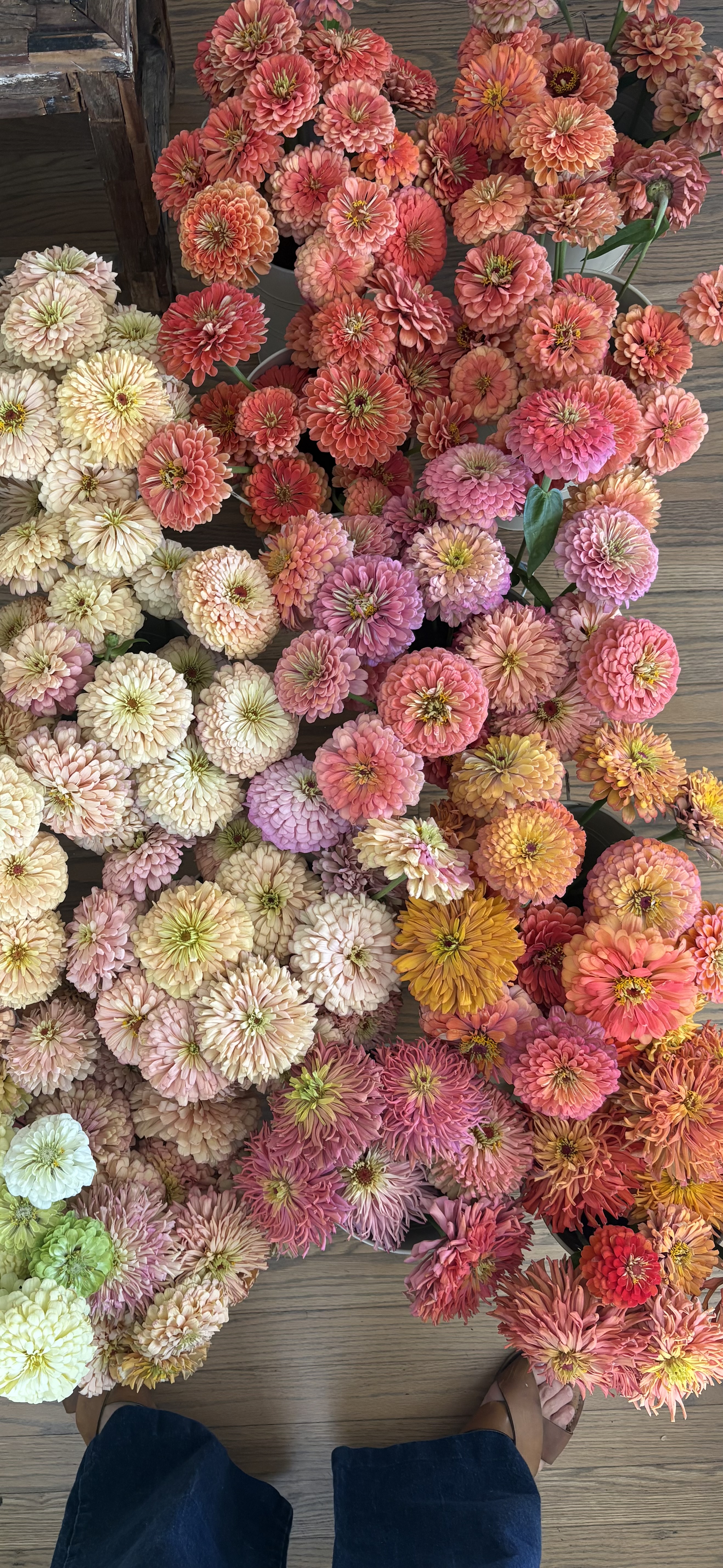 ZINNIA elegans Agave