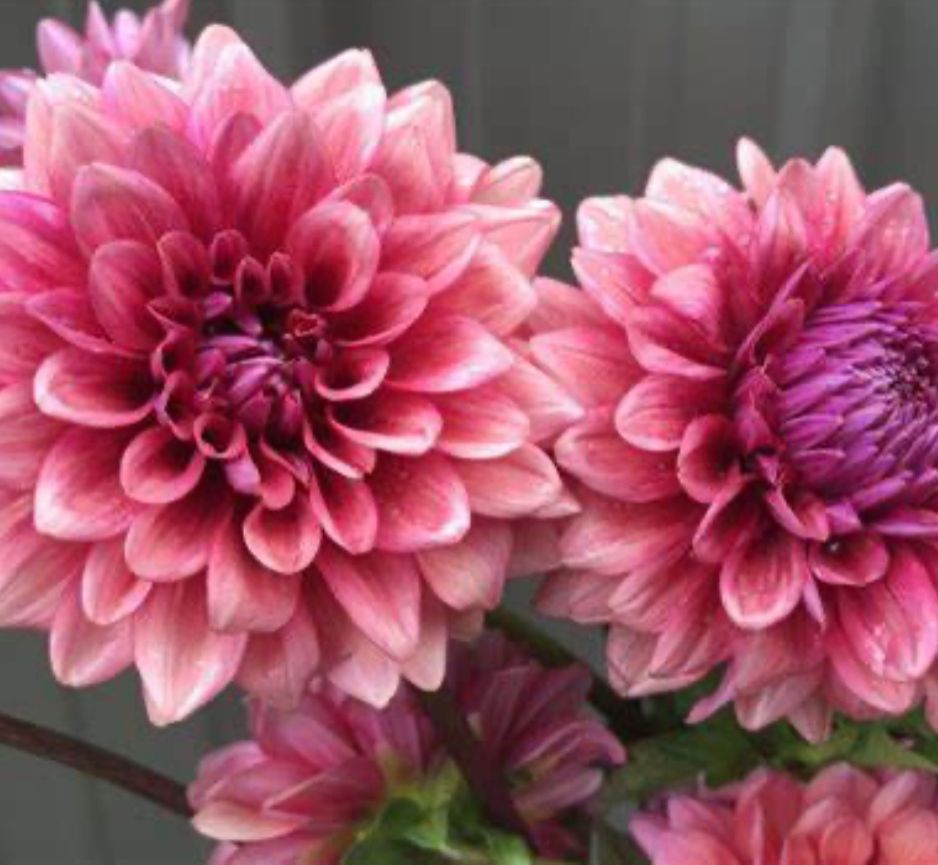 DAHLIA Mystique