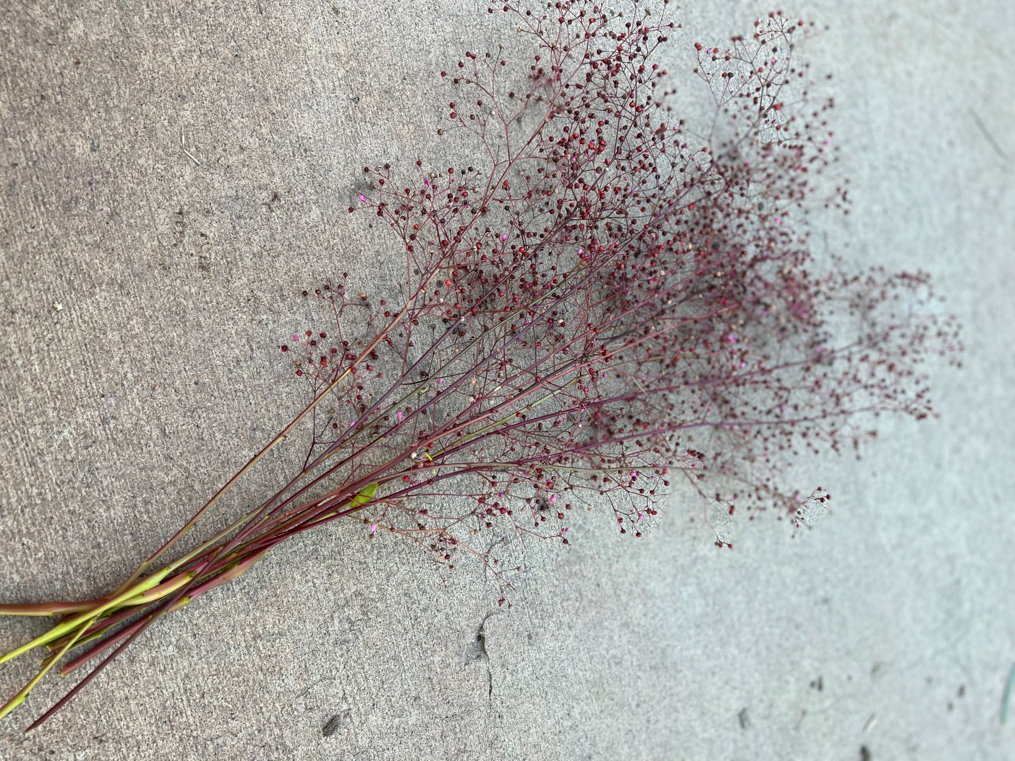 TALINUM paniculatum Limon