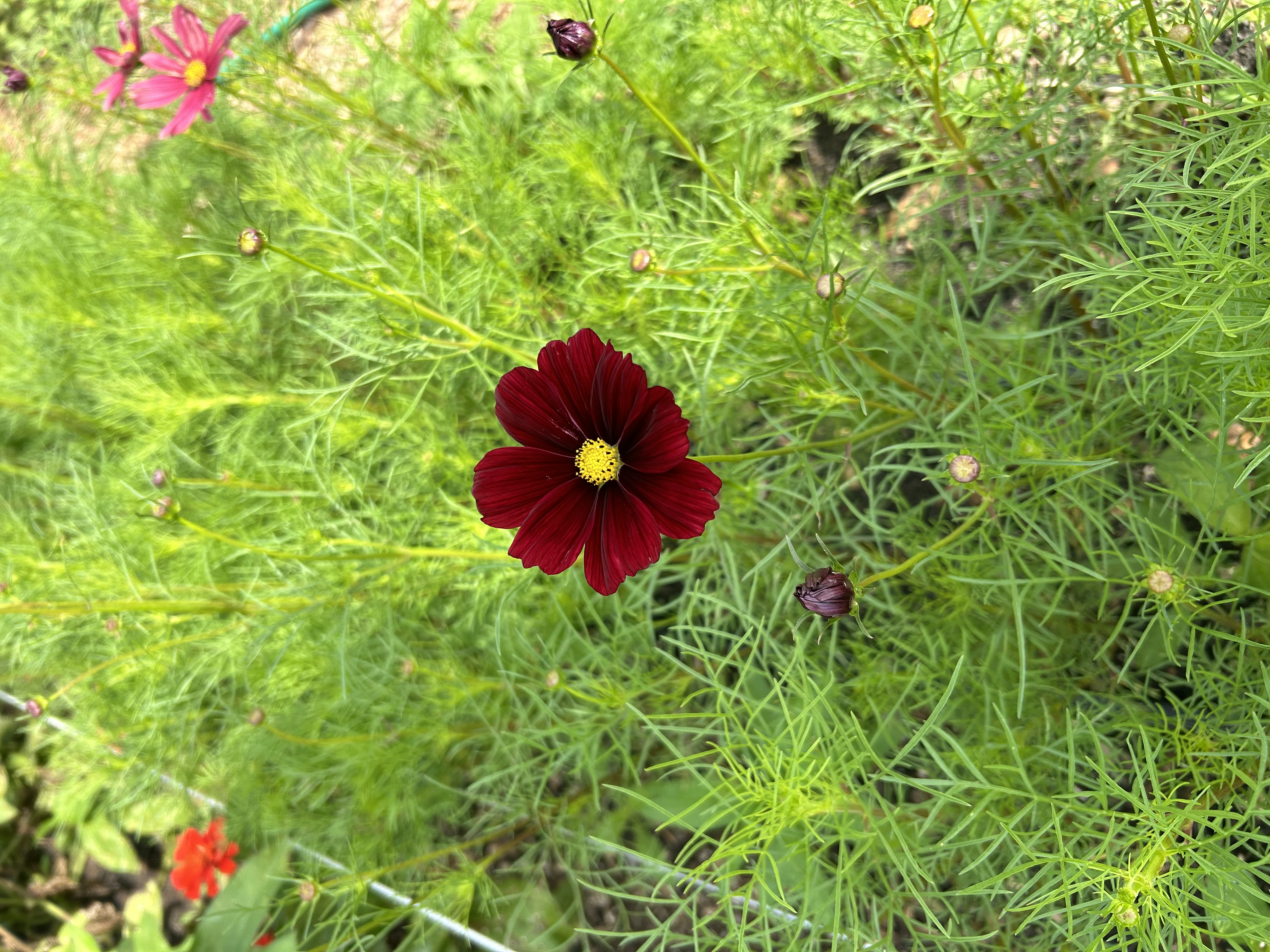 COSMOS bipinnatus Rubenza