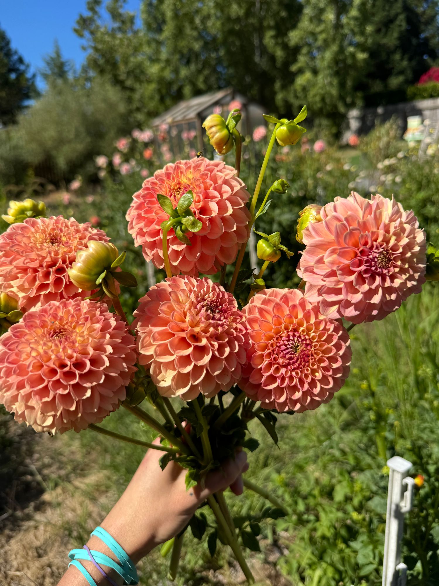DAHLIA Snoho Doris