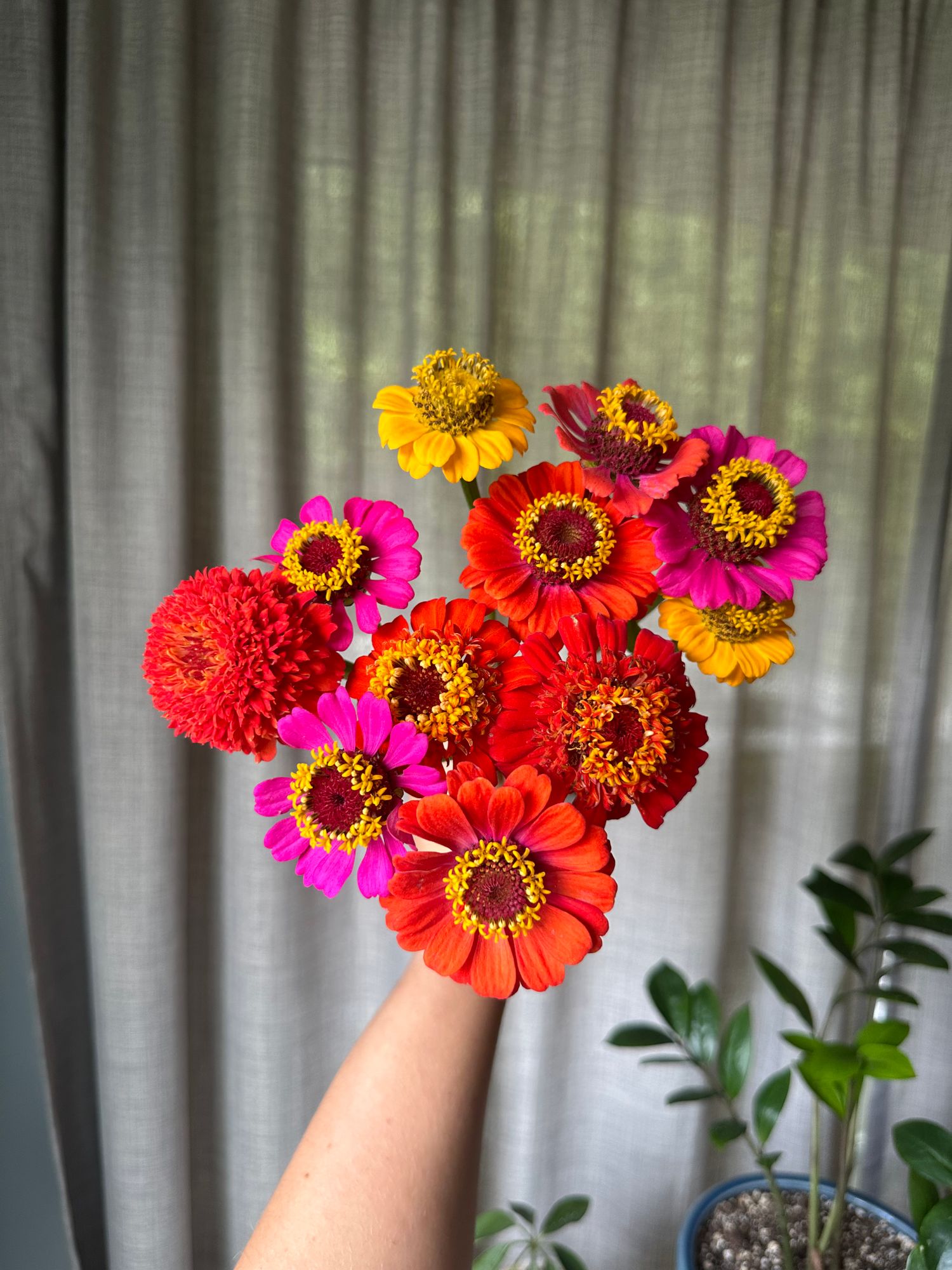 ZINNIA elegans Candy
