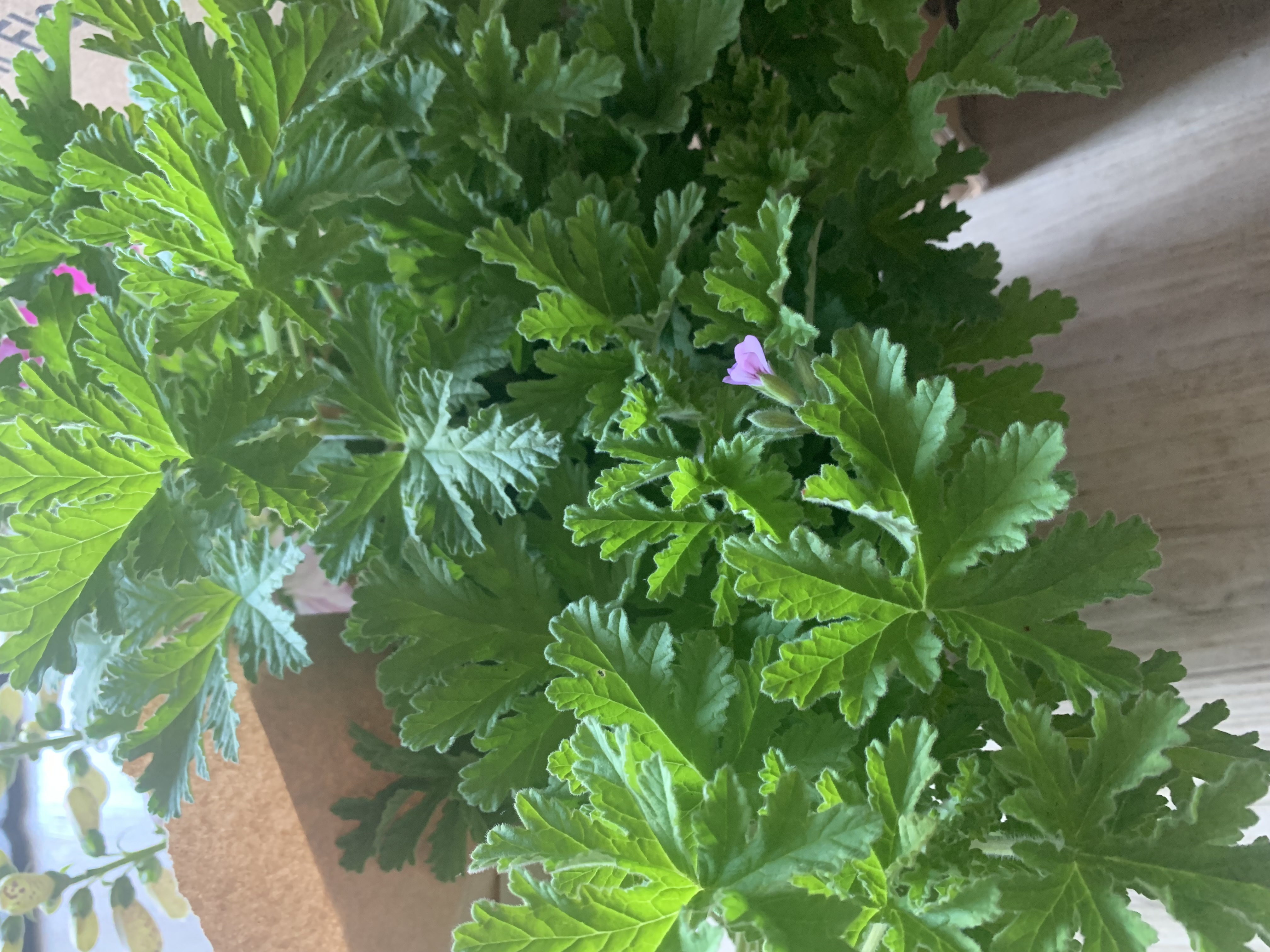 PELARGONIUM x hortorum