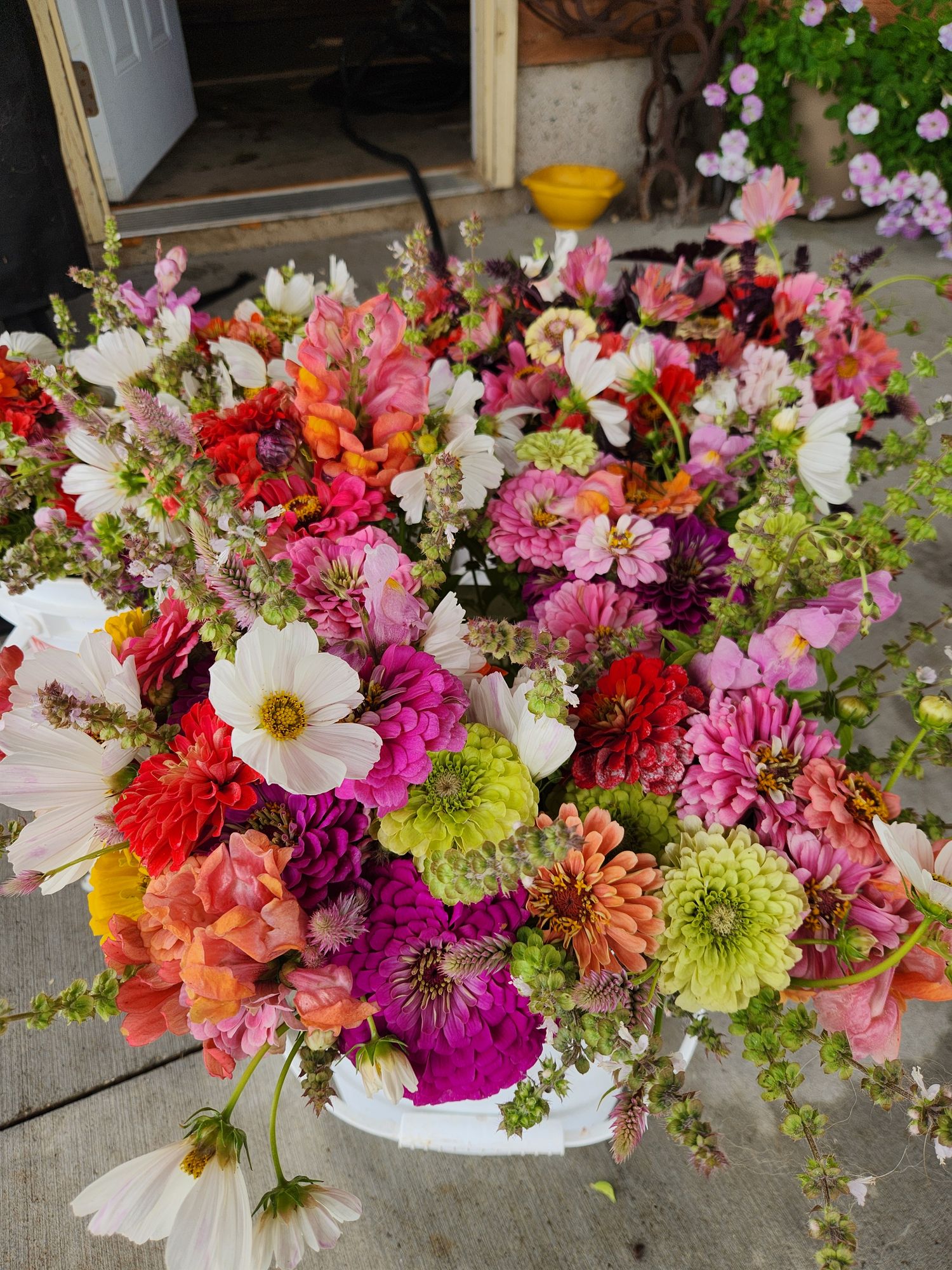 Curated Cut Flower Garden Plant Starts - Bright and Punchy Colors