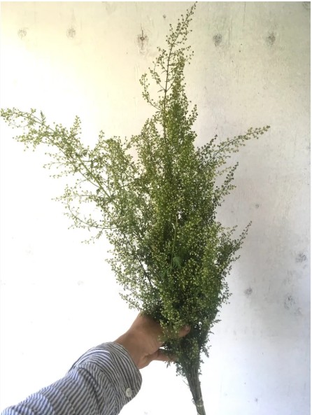 ARTEMISIA annua
