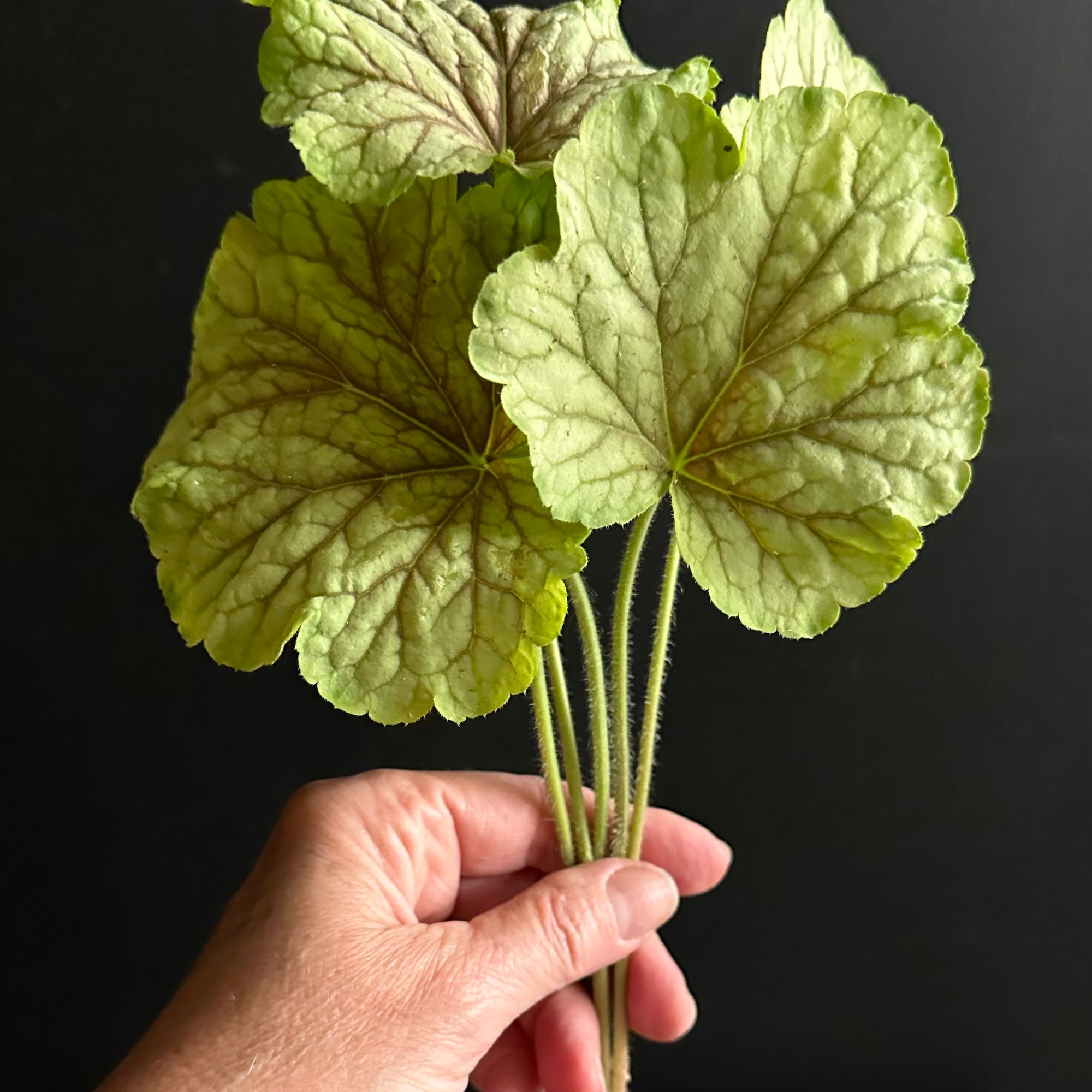 HEUCHERA x