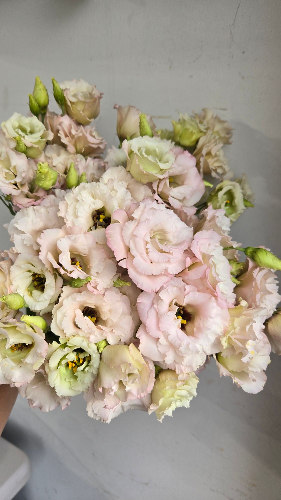 EUSTOMA grandiflorum Celeb Misty Pink