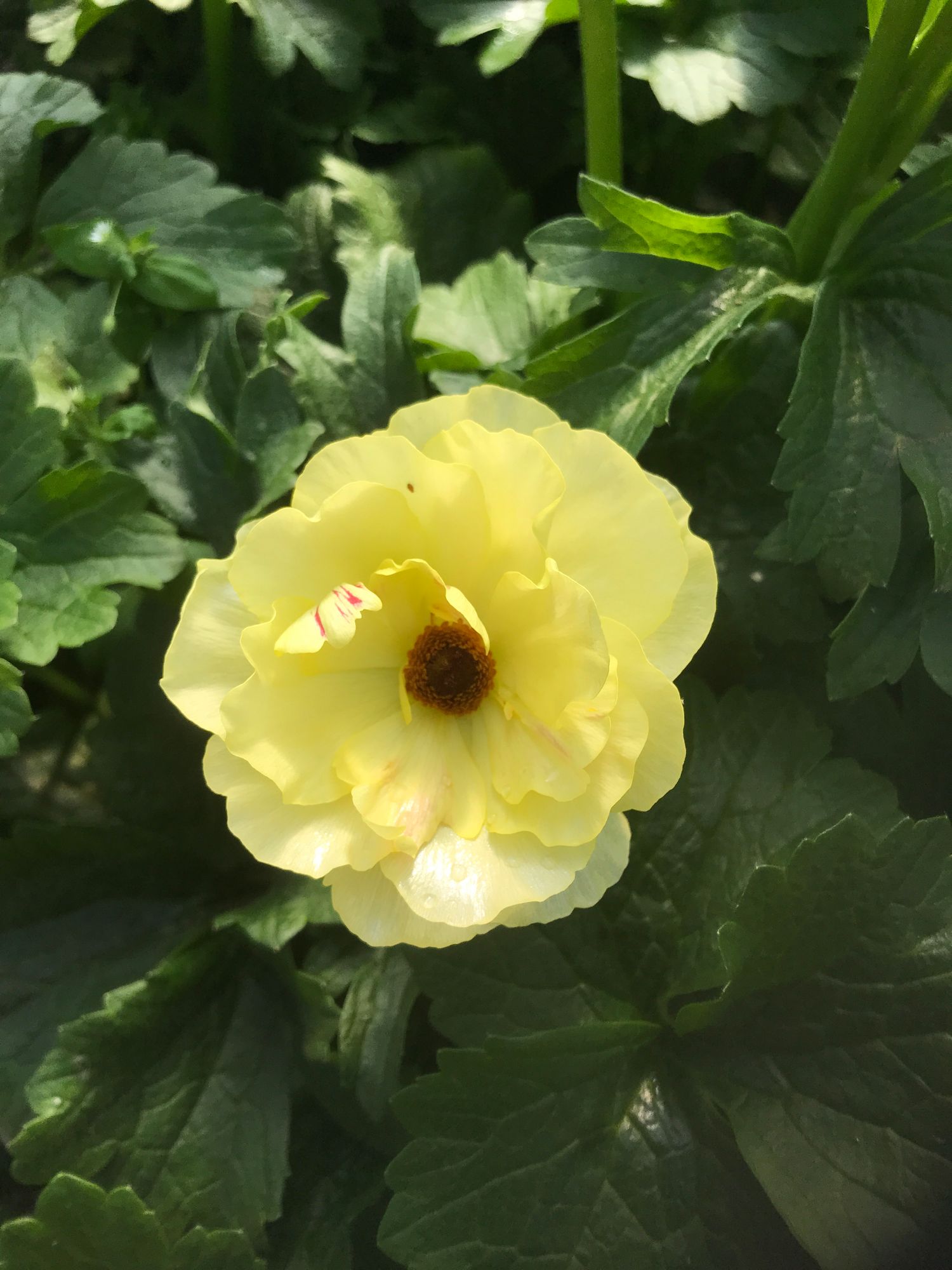 RANUNCULUS Butterfly Helios