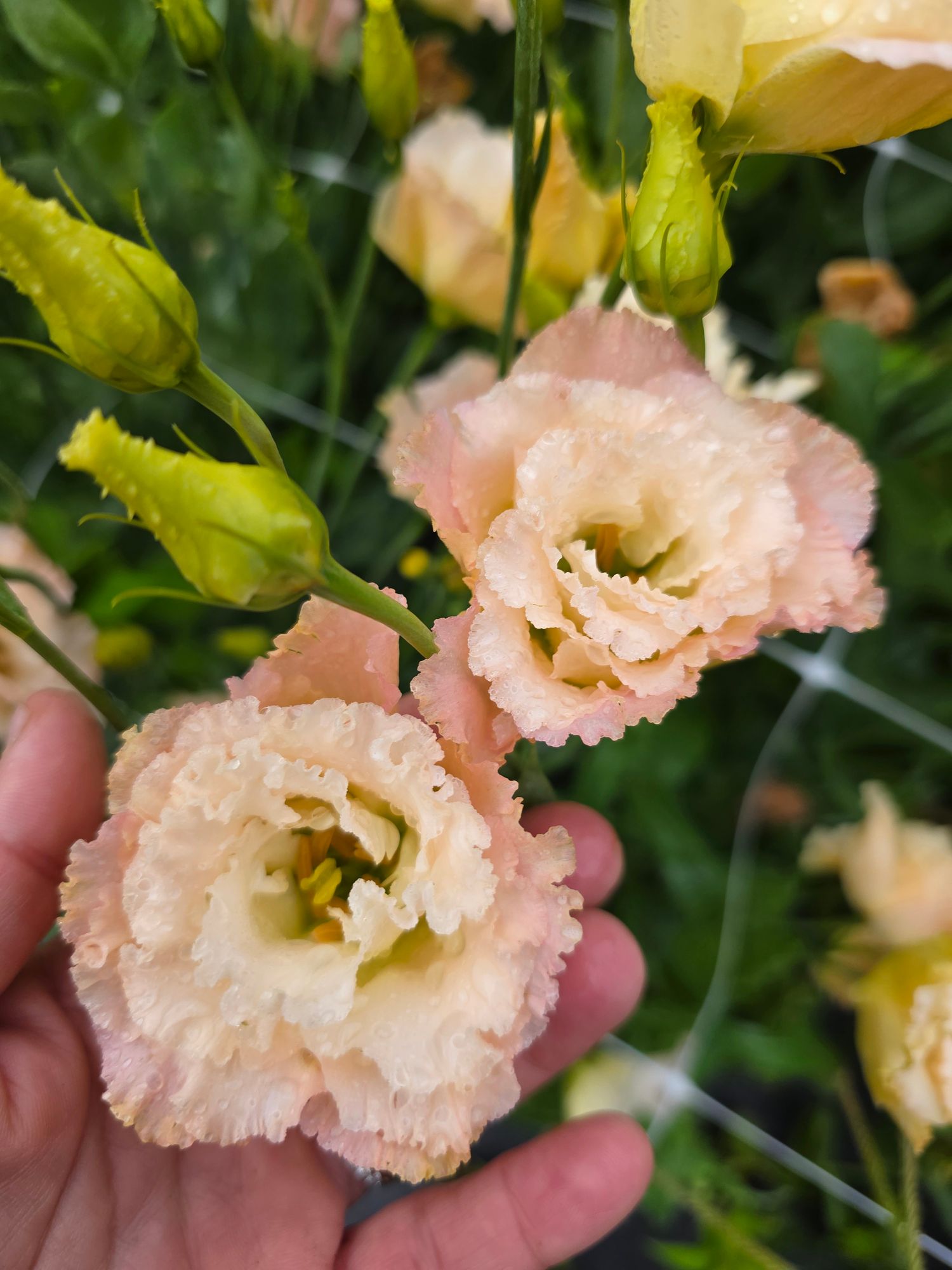 EUSTOMA grandiflorum Celeb Honey Pink