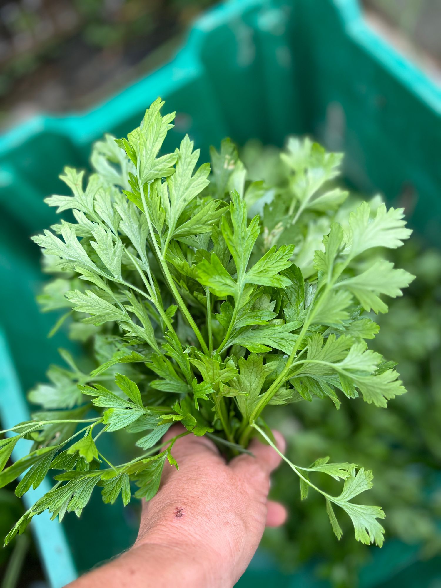 Italian parsley
