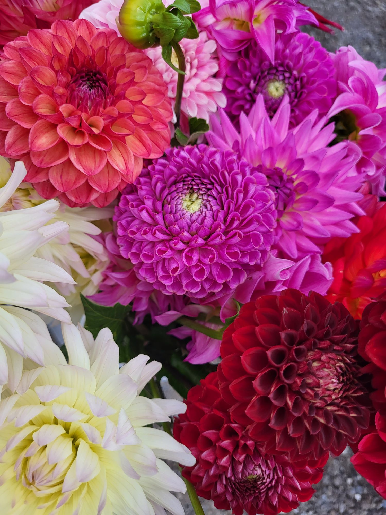 Dahlias of all shapes, sizes, and colors!