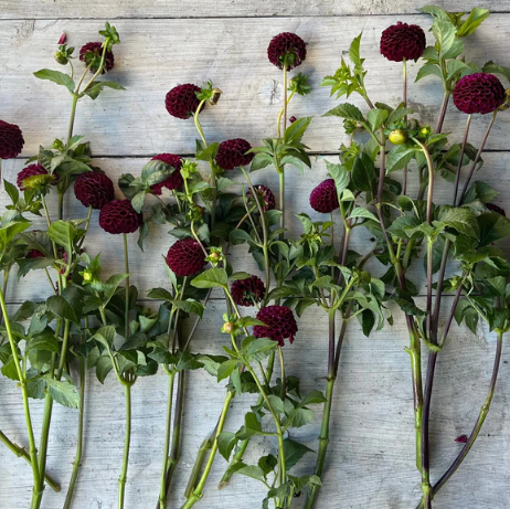 DAHLIA Pom pon/Pom pom