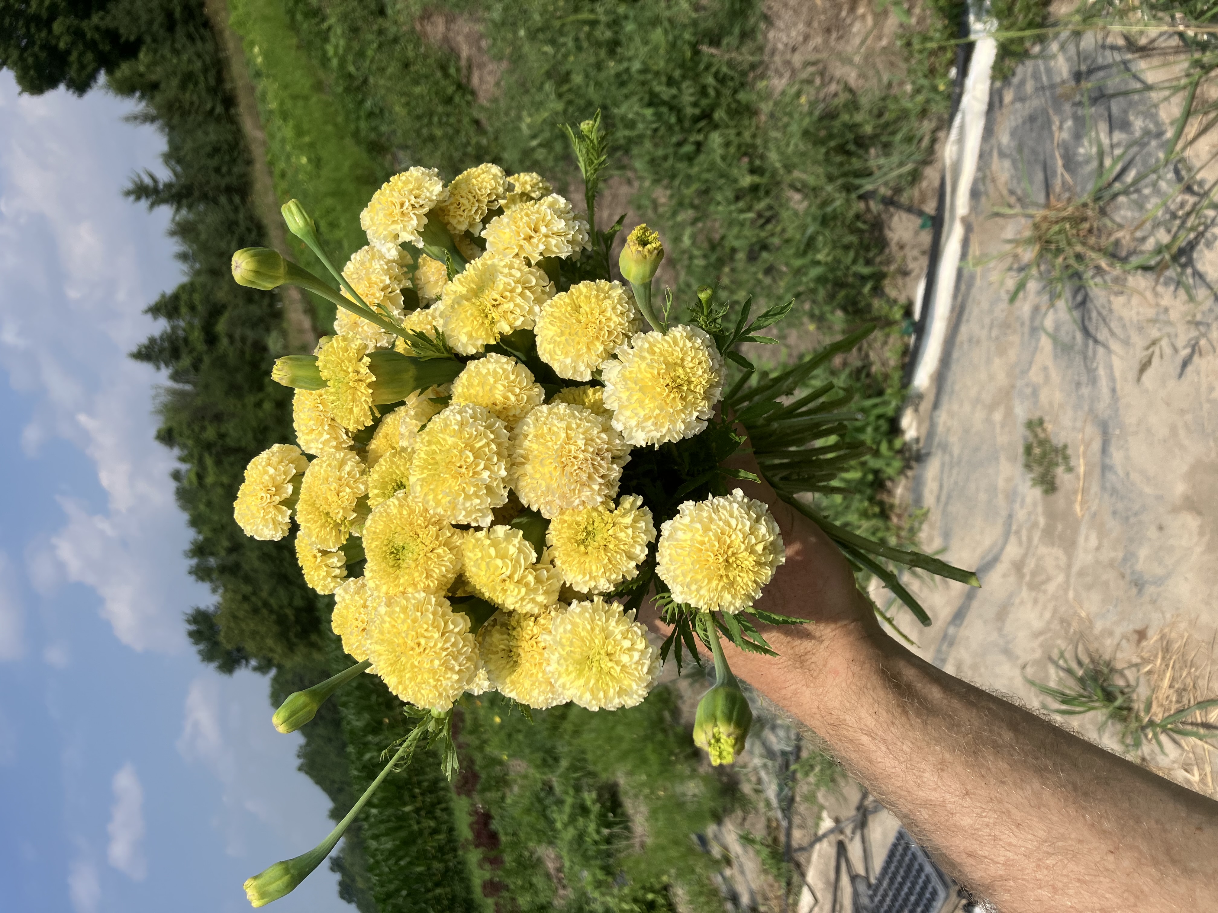 TAGETES erecta White Swan