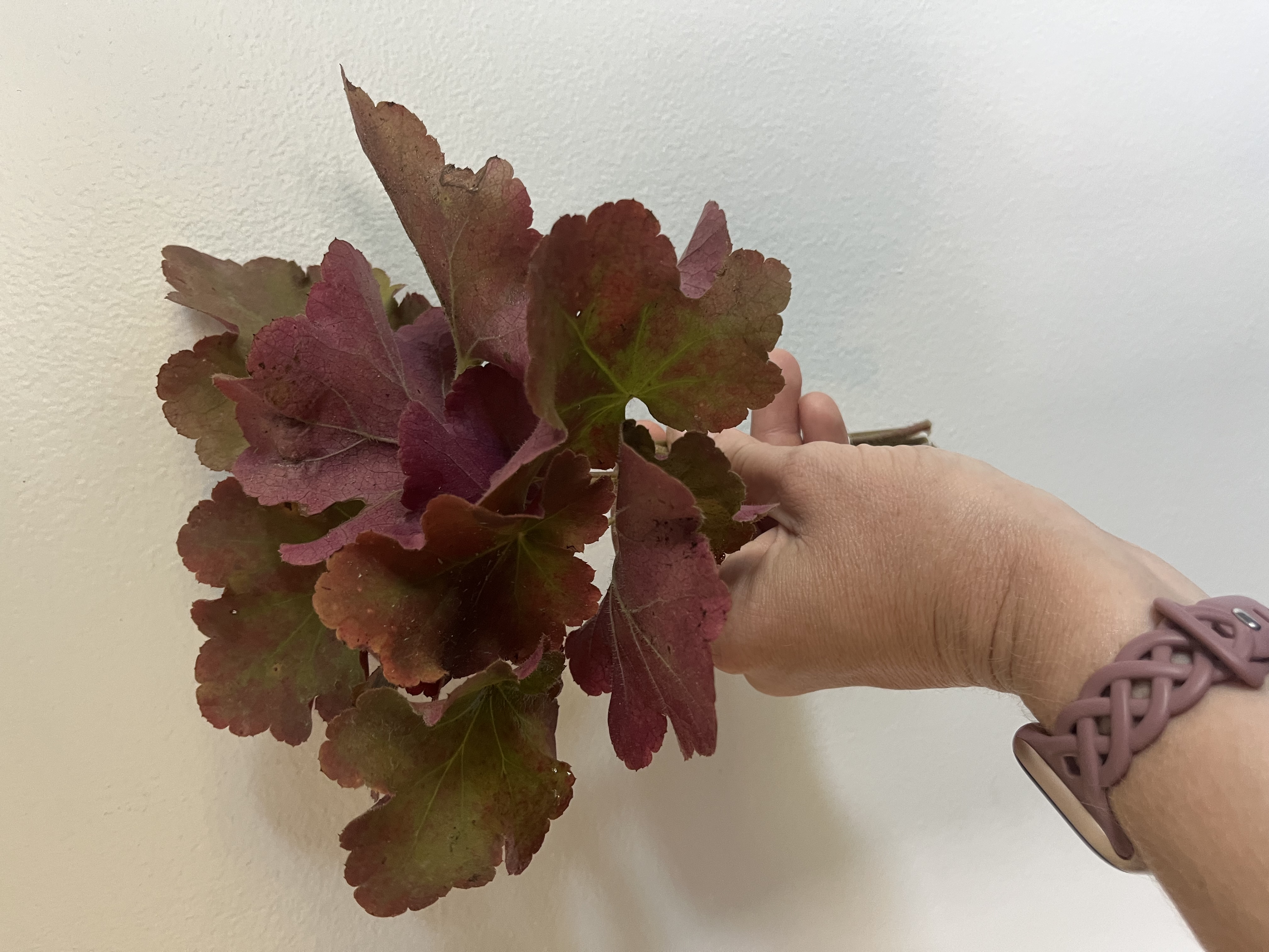 HEUCHERA x Caramel