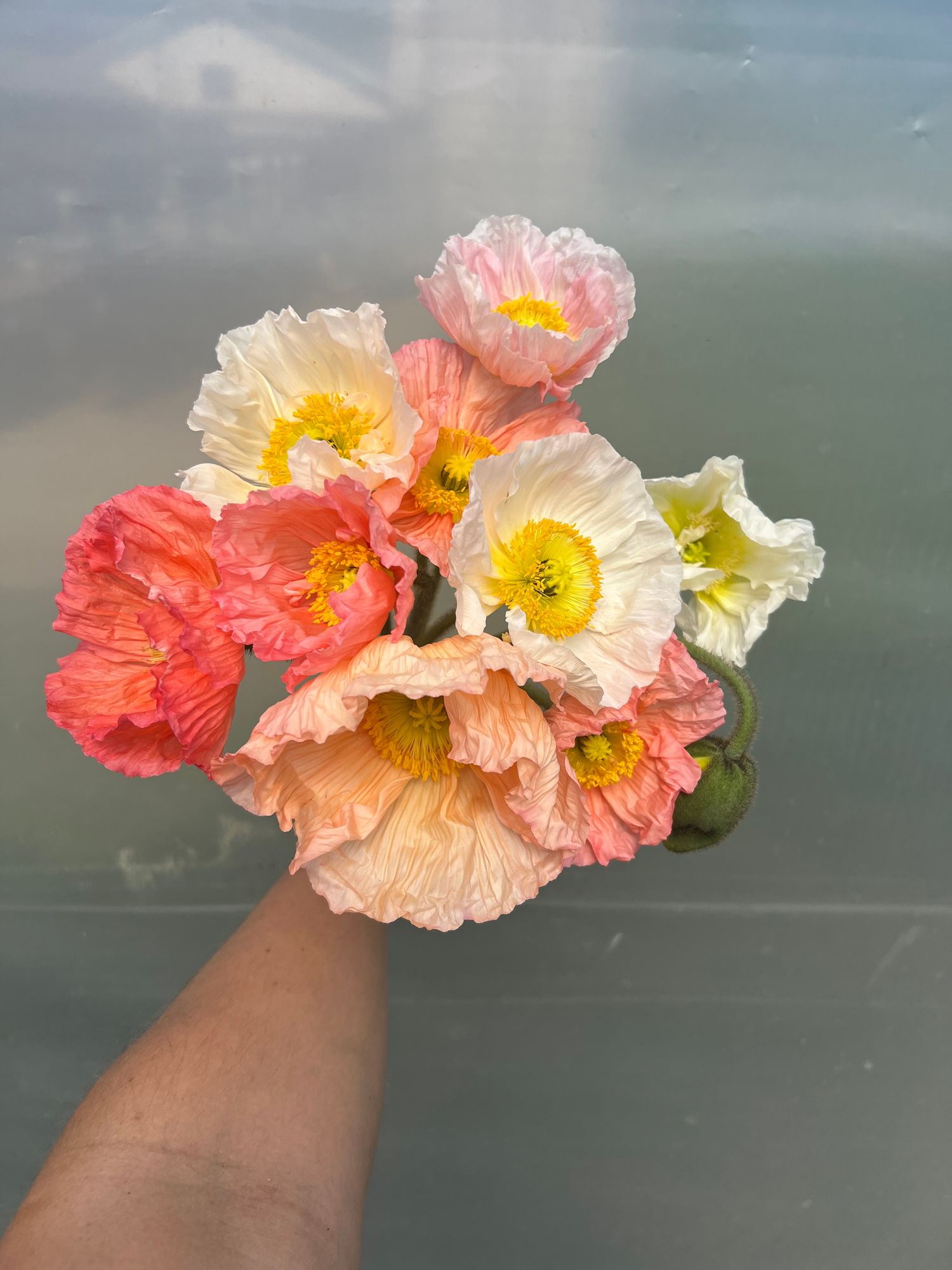 PAPAVER nudicaule Colibri