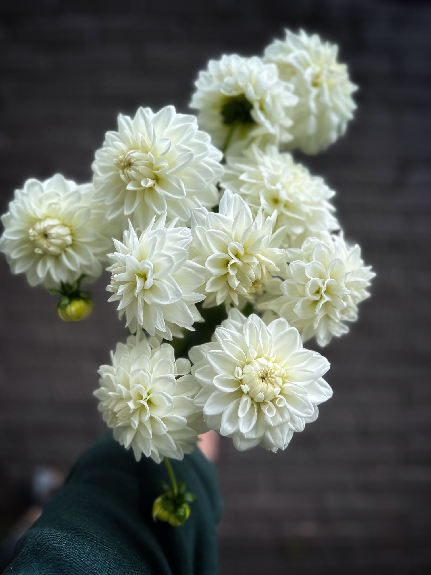 DAHLIA Blizzard