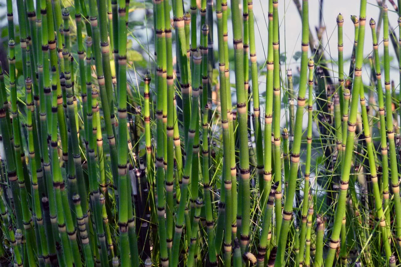 EQUISETUM hyemale