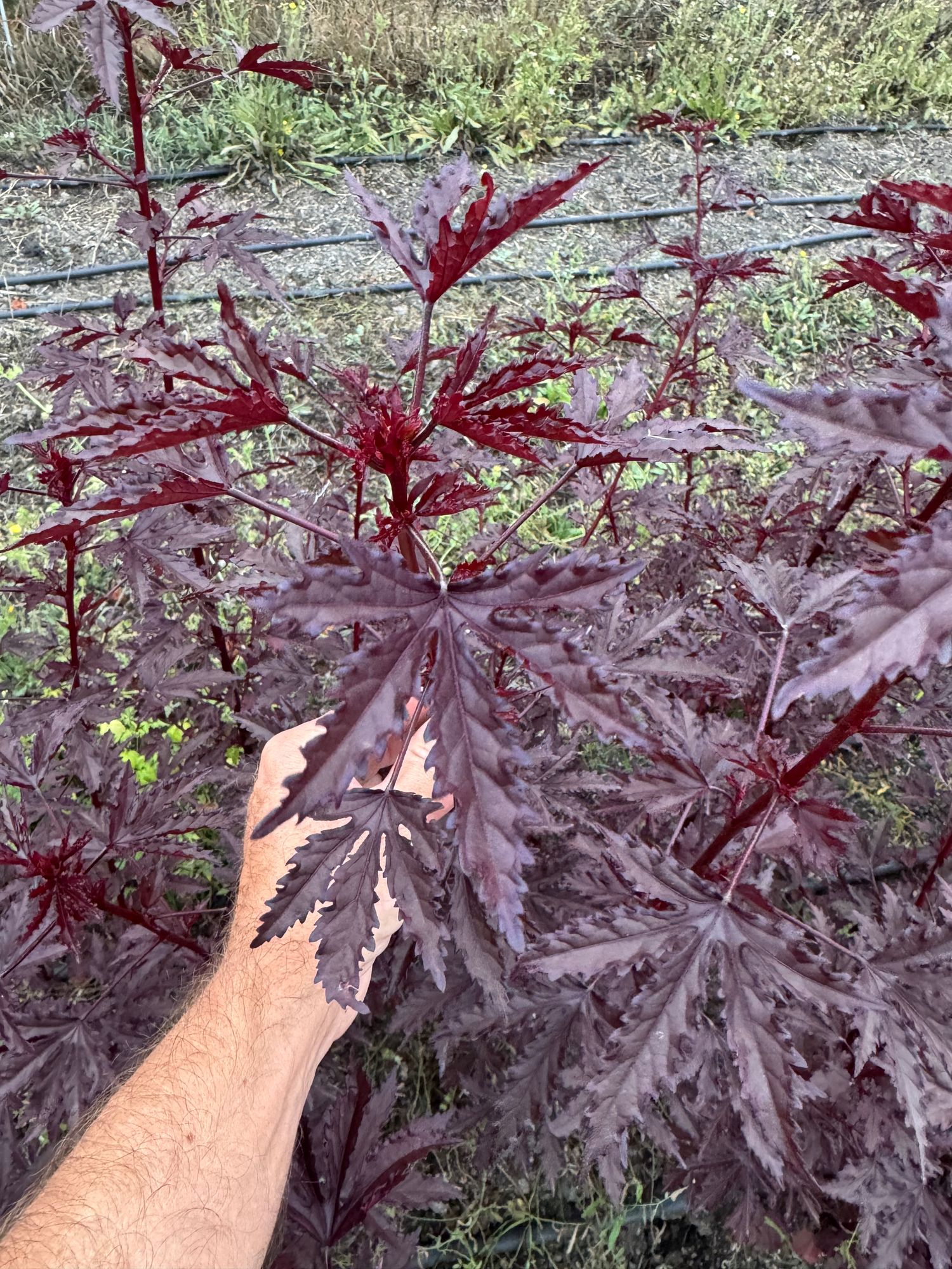 HIBISCUS acetosella