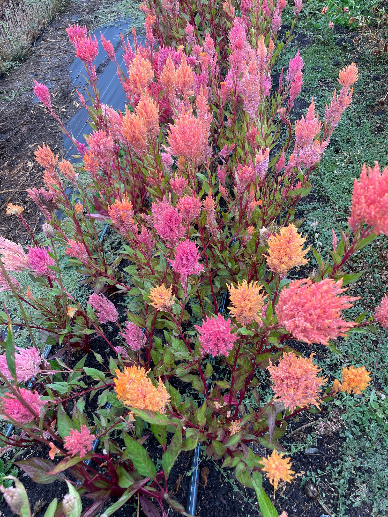 CELOSIA argentea var. plumosa Rose Gold