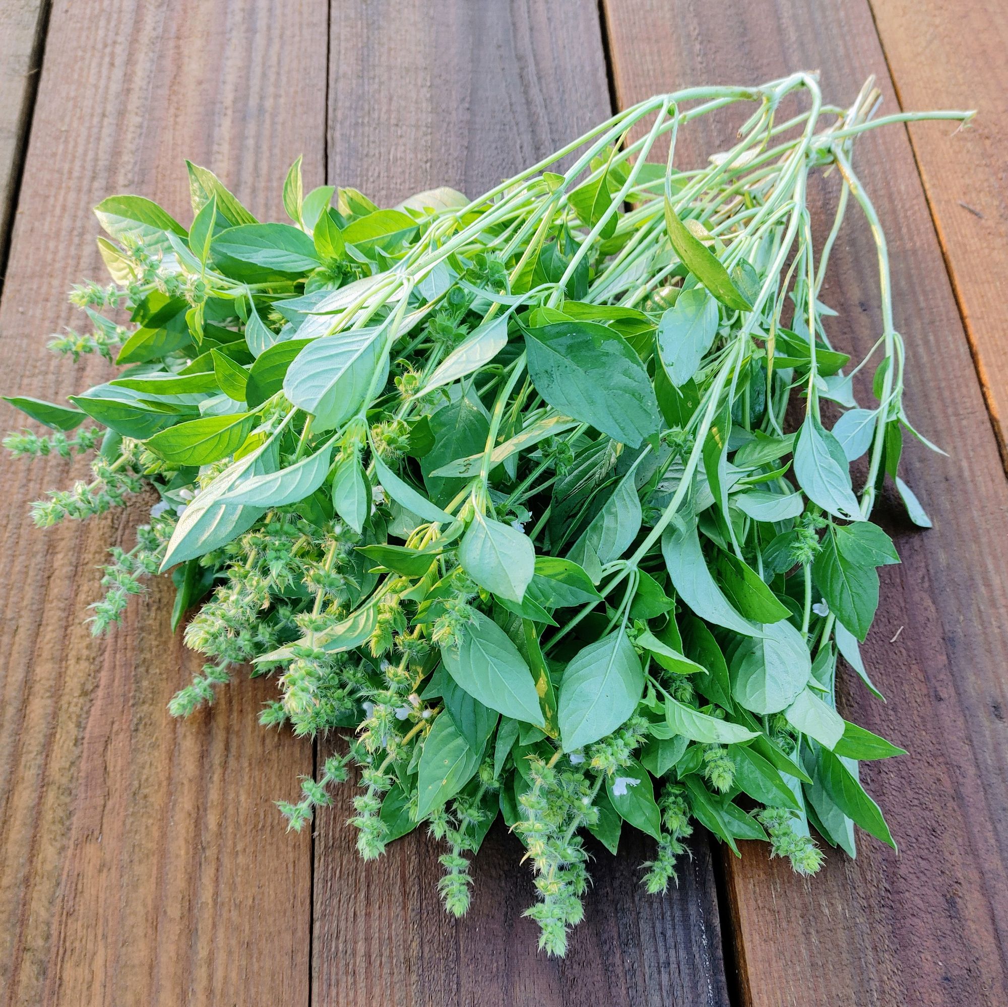 OCIMUM basilicum Citriodora